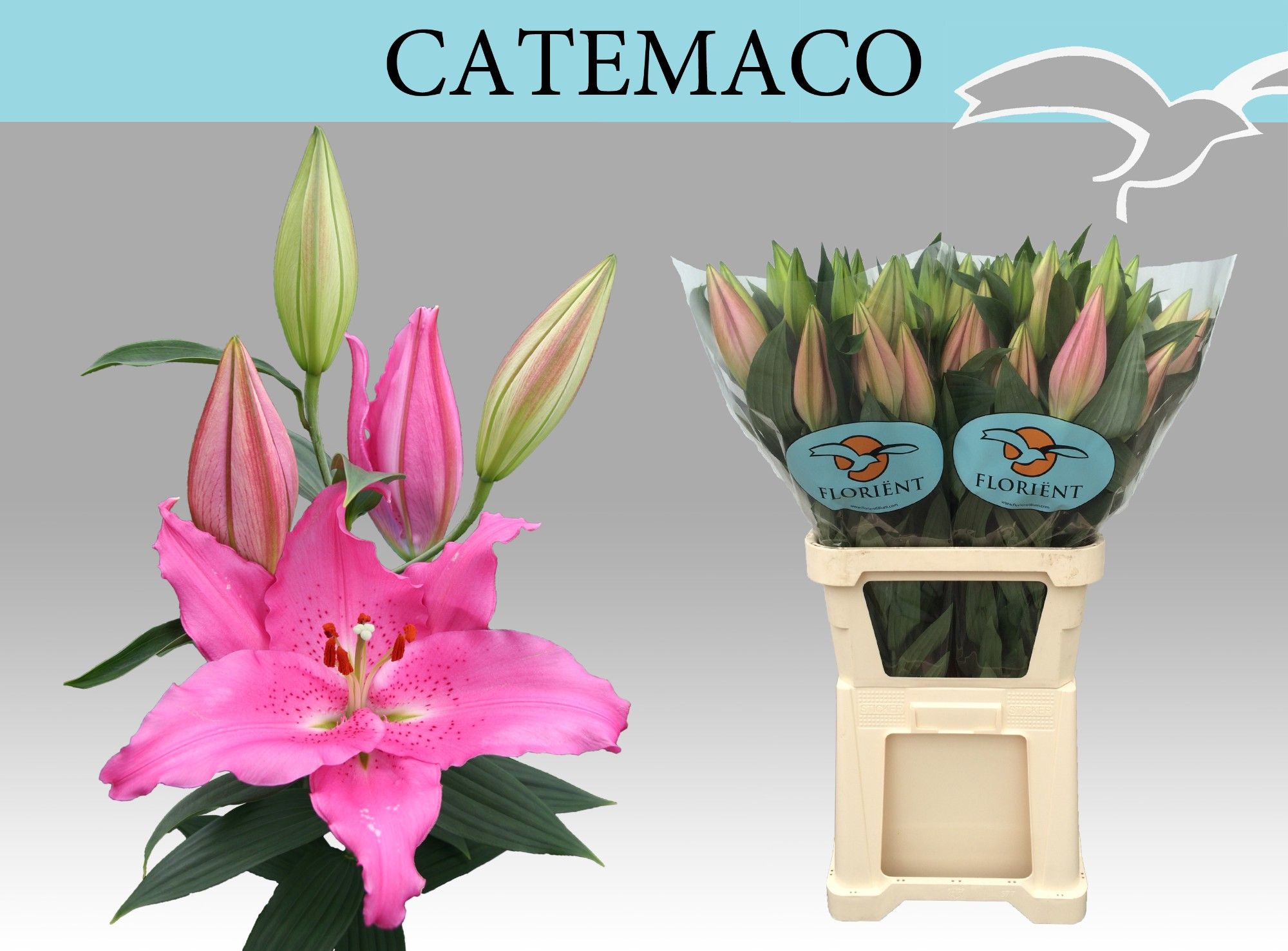 Lilium Or Catemaco 110cm 5/7bl