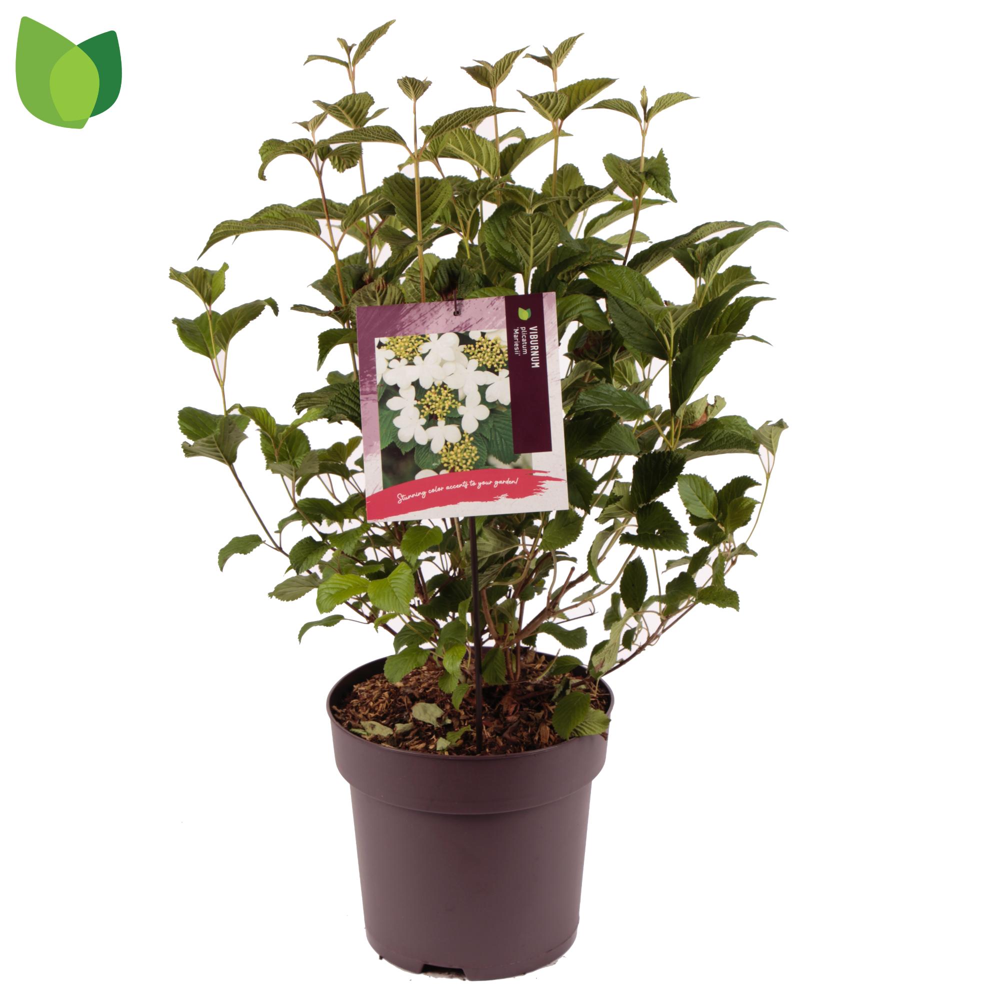 Picture of Viburnum plicatus Mariesii P29 (10 Ltr)