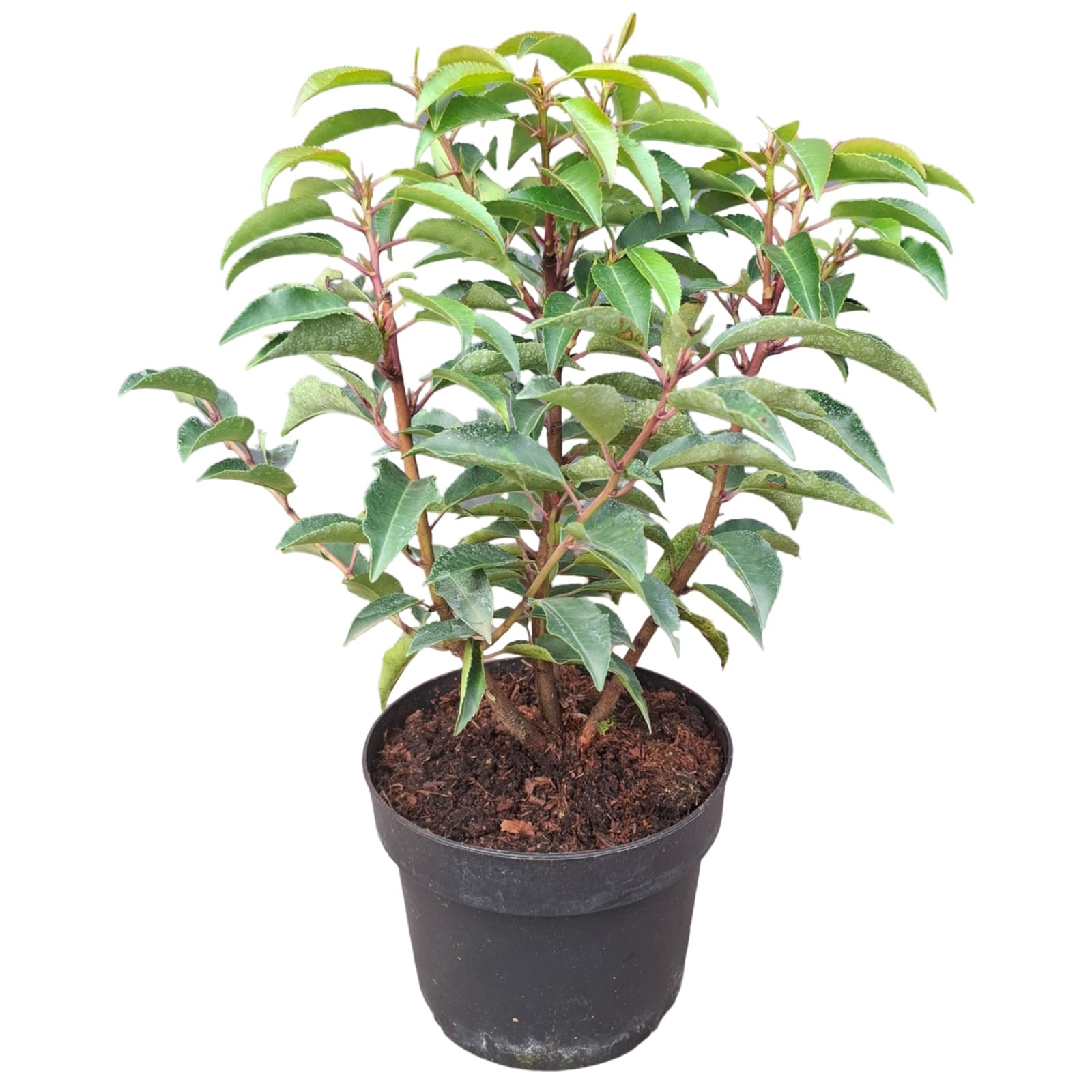 Picture of Prunus lusitanica 'Angustifolia'