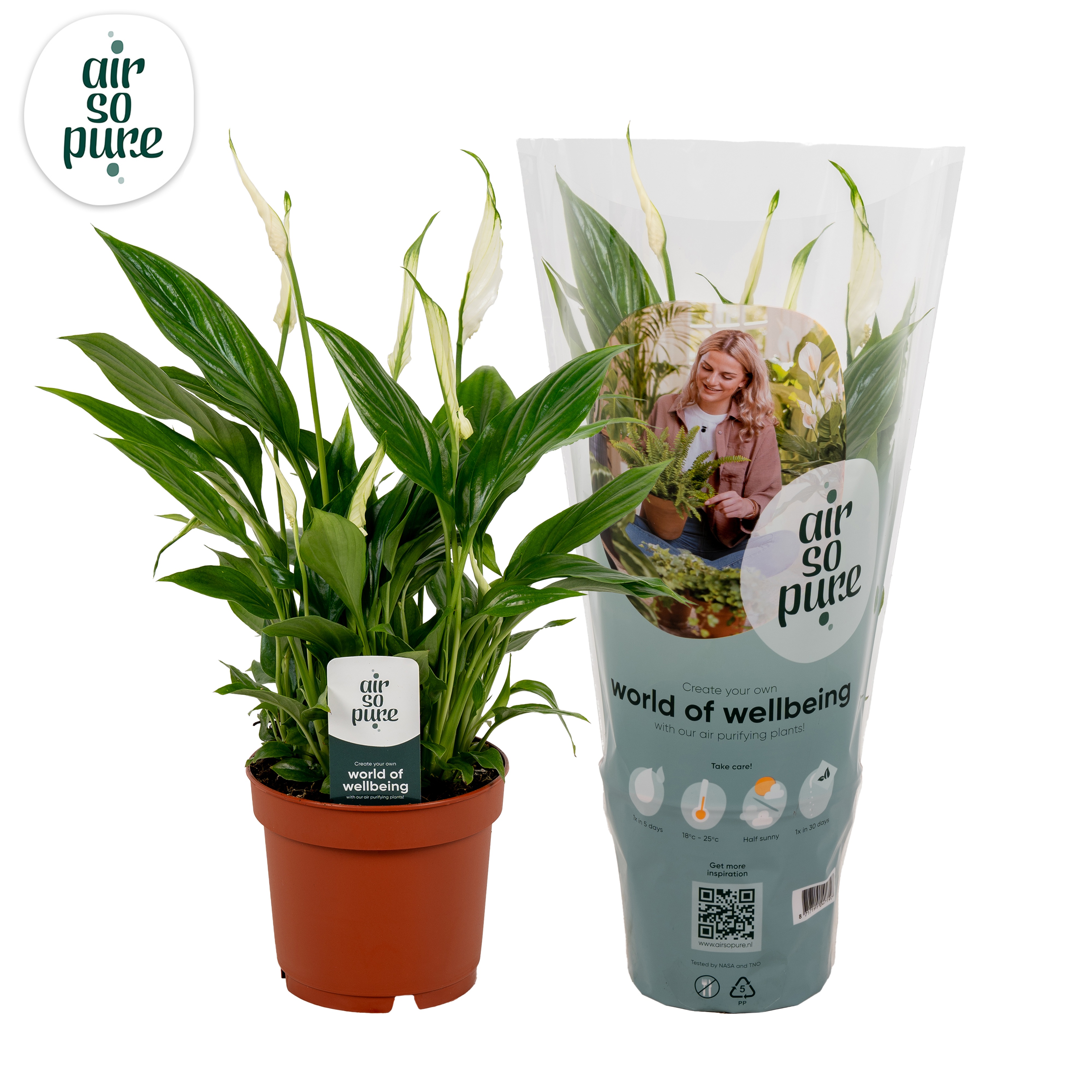Spathiphyllum Bellini - - Air So Pure