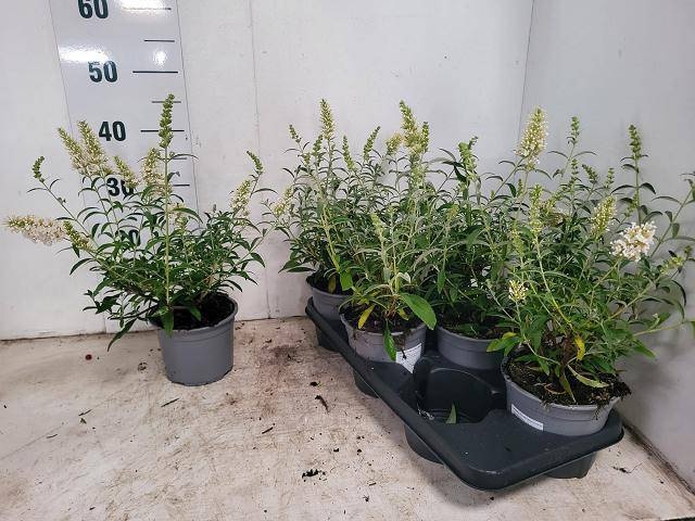 Buddleja davidii 'White Profusion' - Vlinderstruik