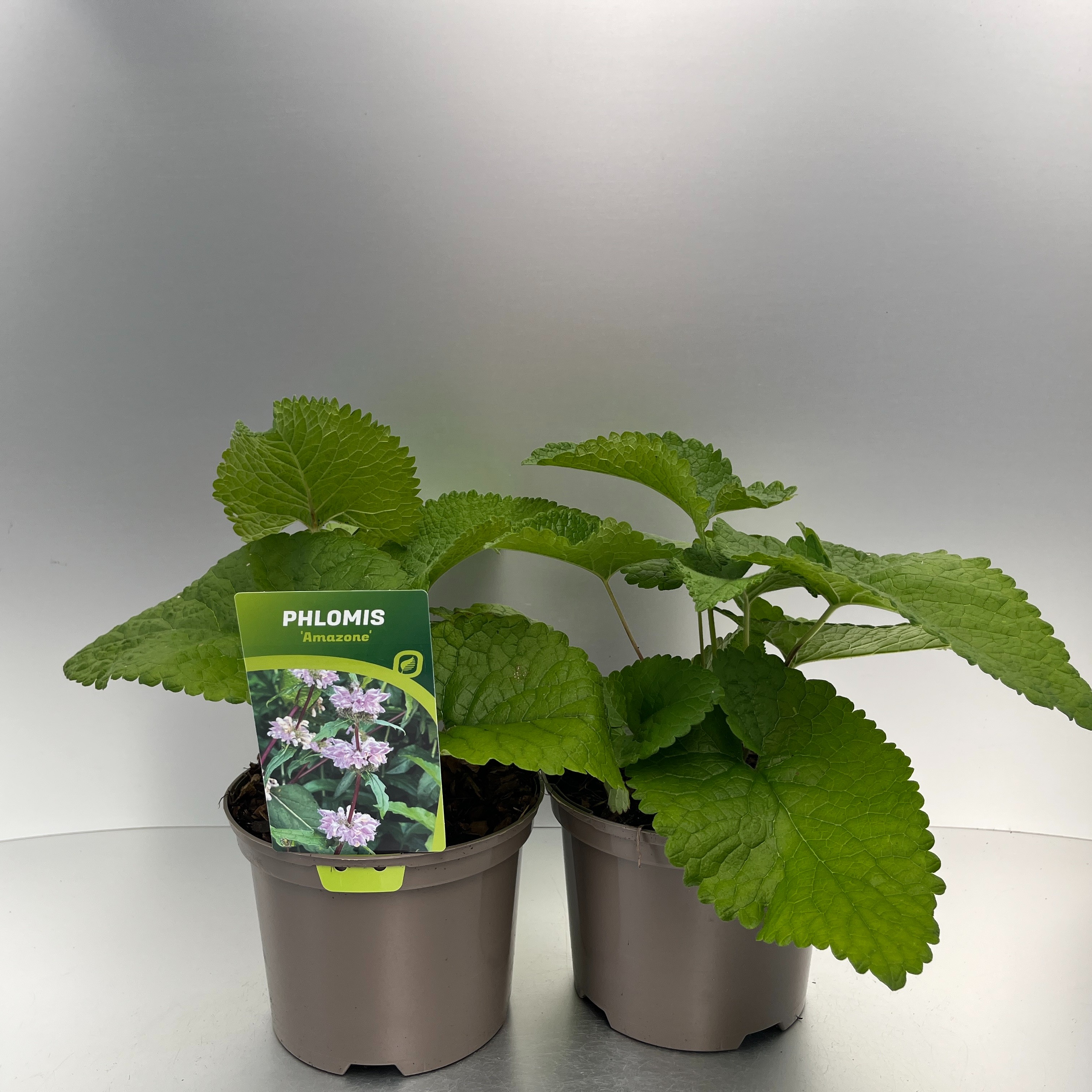 Picture of Phlomis tub. Amazone P17 (2 Ltr)