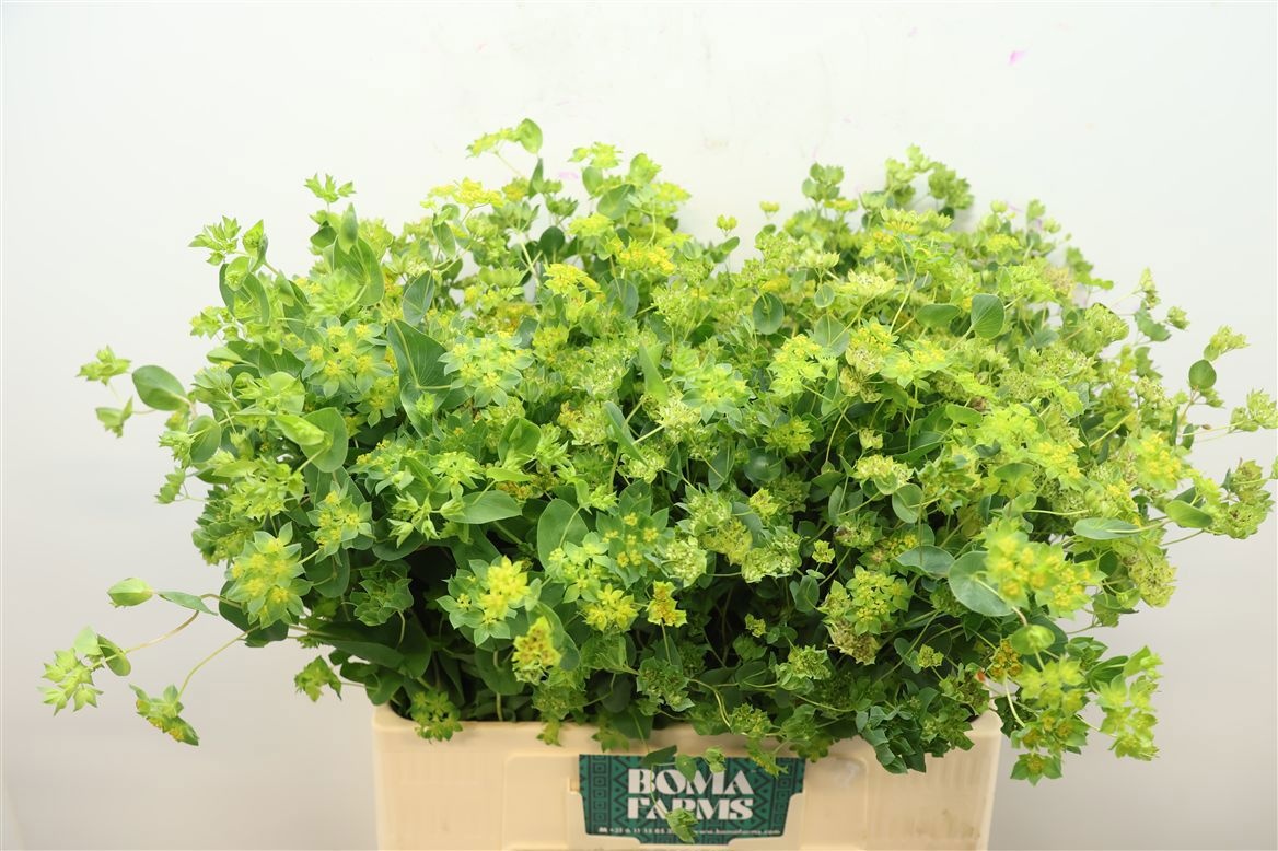 Bupleurum Griffithii 60cm