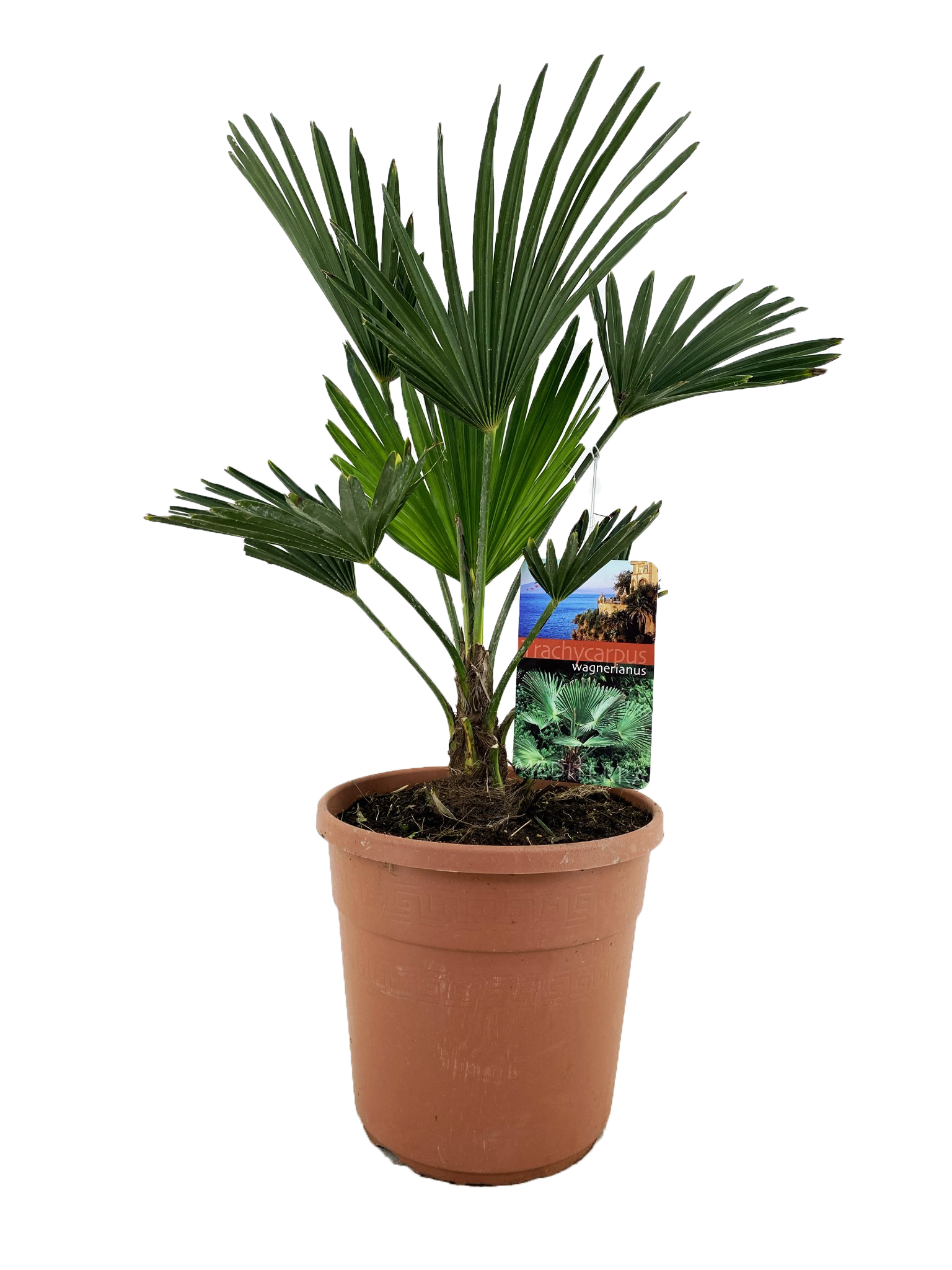 Picture of Trachycarpus wagnerianus P24