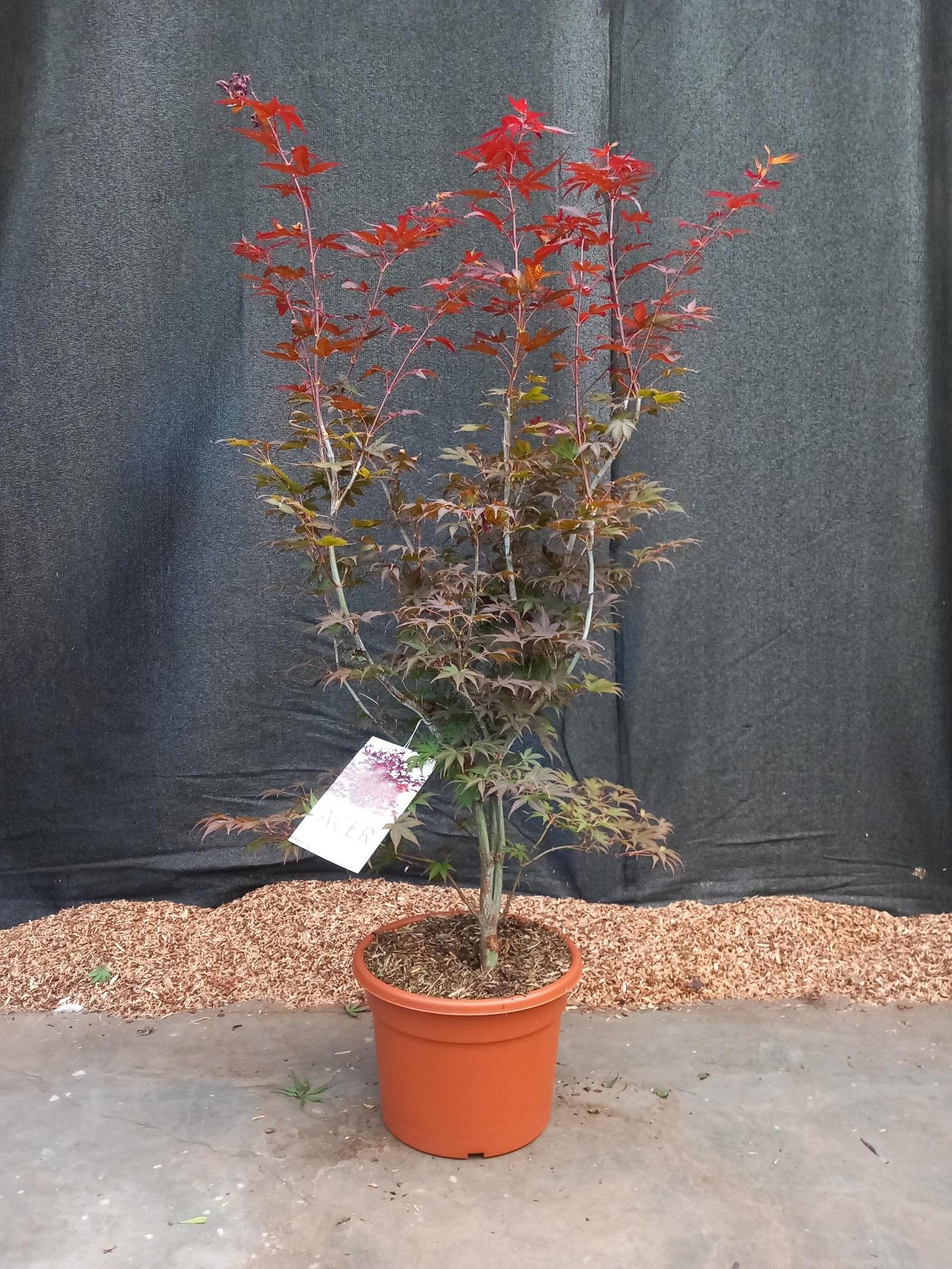 Picture of Acer palmatum Atropurpureum