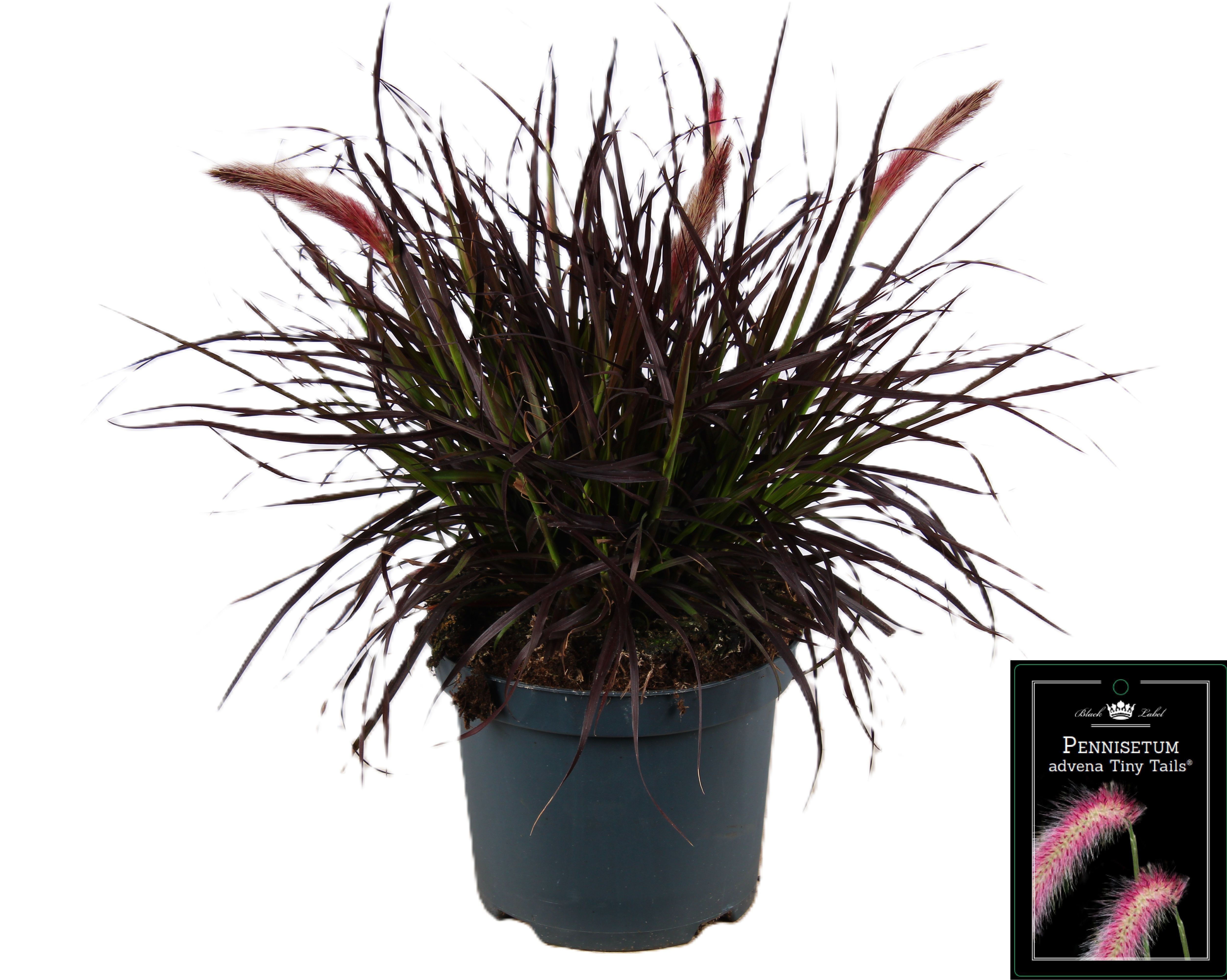 Picture of Pennisetum Tiny Tails