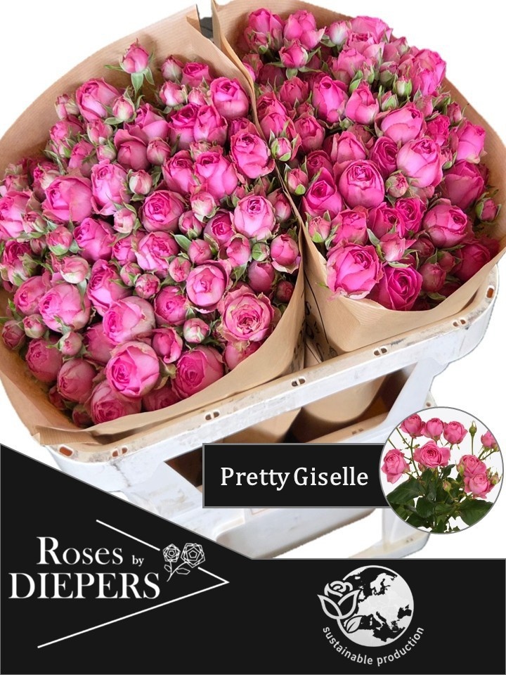 R Tr Pretty Giselle!