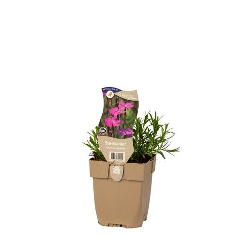 Dianthus deltoides