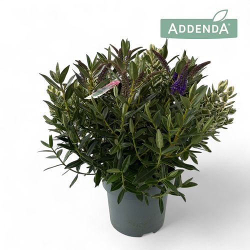 Hebe Addenda Duo Groen-bont p23 Hopm