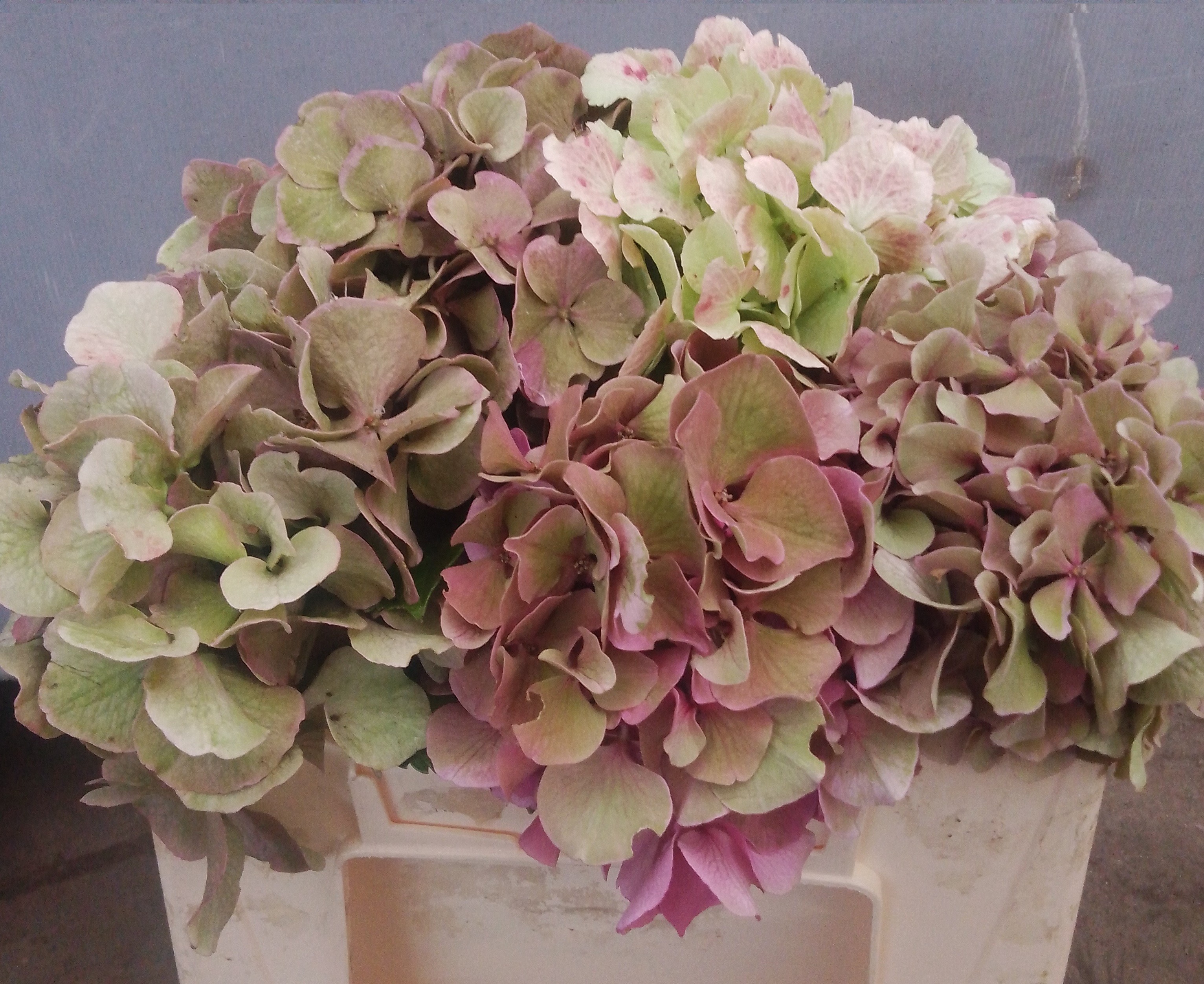 Hydrangea Mixed 35cm 12Ø