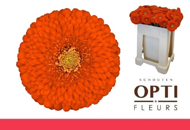 Ge Mb Pomponi Fozzie