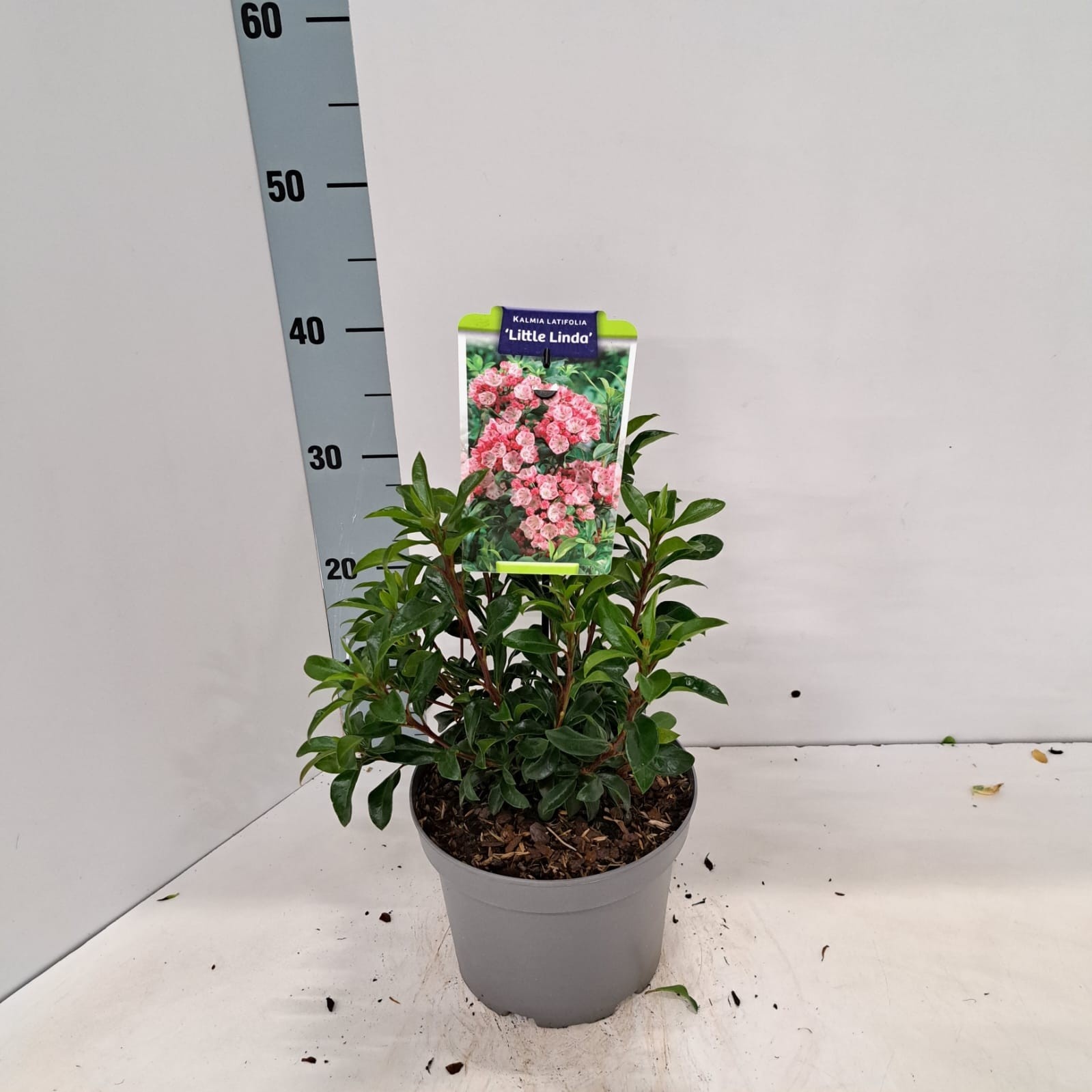 Kalmia latifolia 'Little Linda'