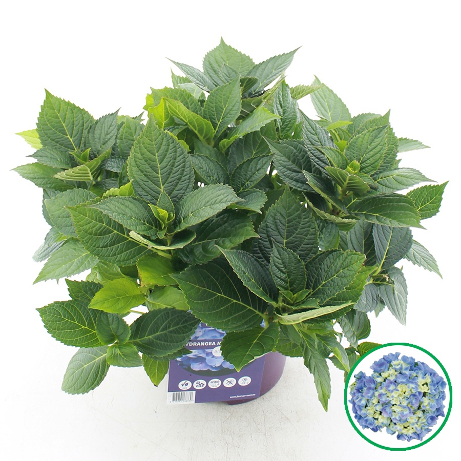Hydrangea Macr. Forever & Ever® Blauw C5 (23cm.)