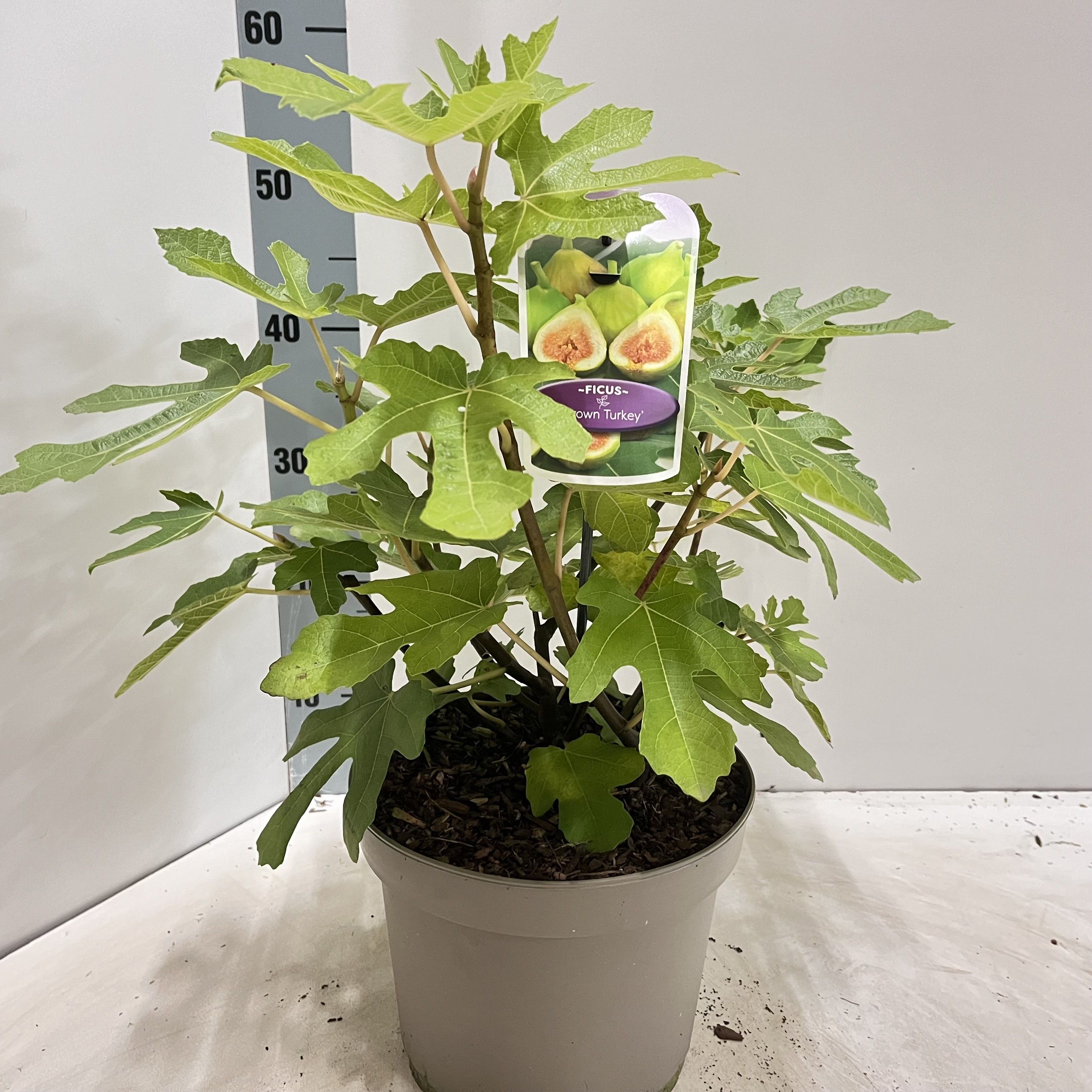 Picture of Ficus carica 'Brown Turkey'