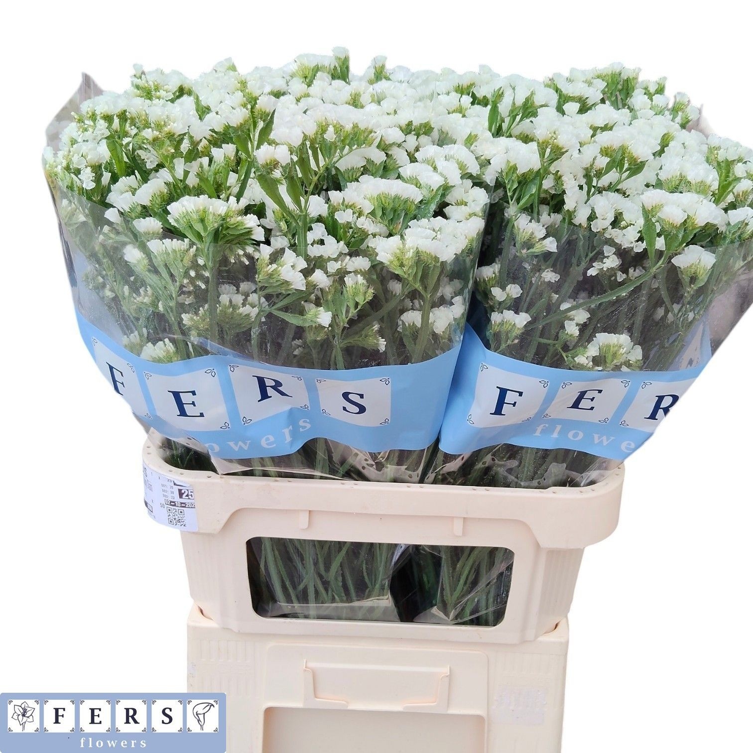 Limonium St Starlight Wings 80cm 74gram