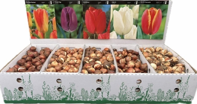 Bloembol Tulipa
