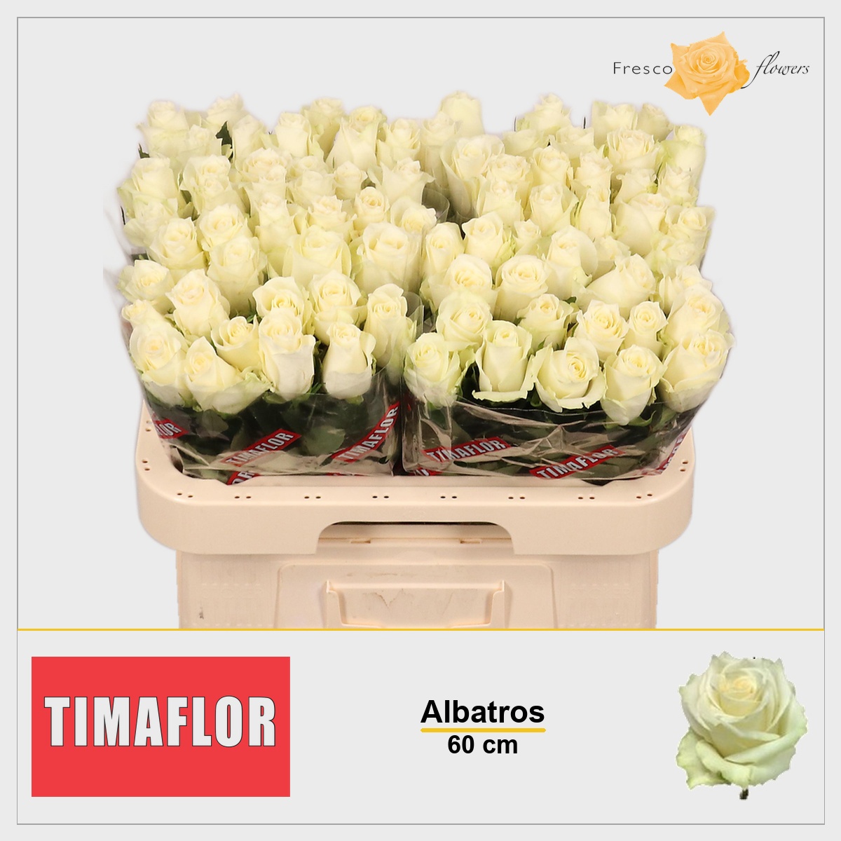 Rosa Albatros 60cm