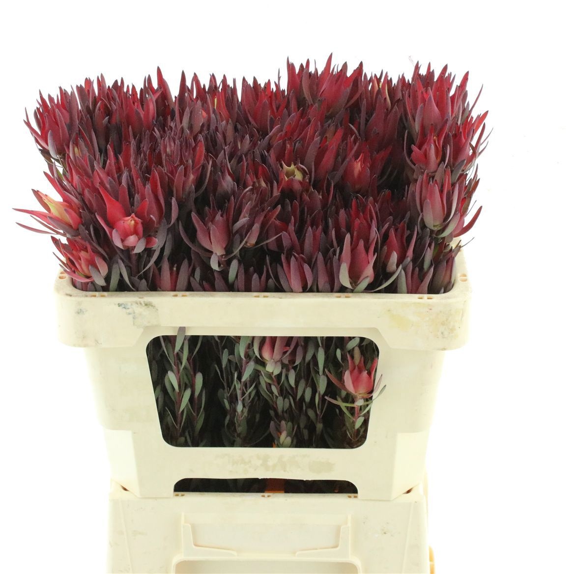 Leucadendron Blush Pearl 50cm