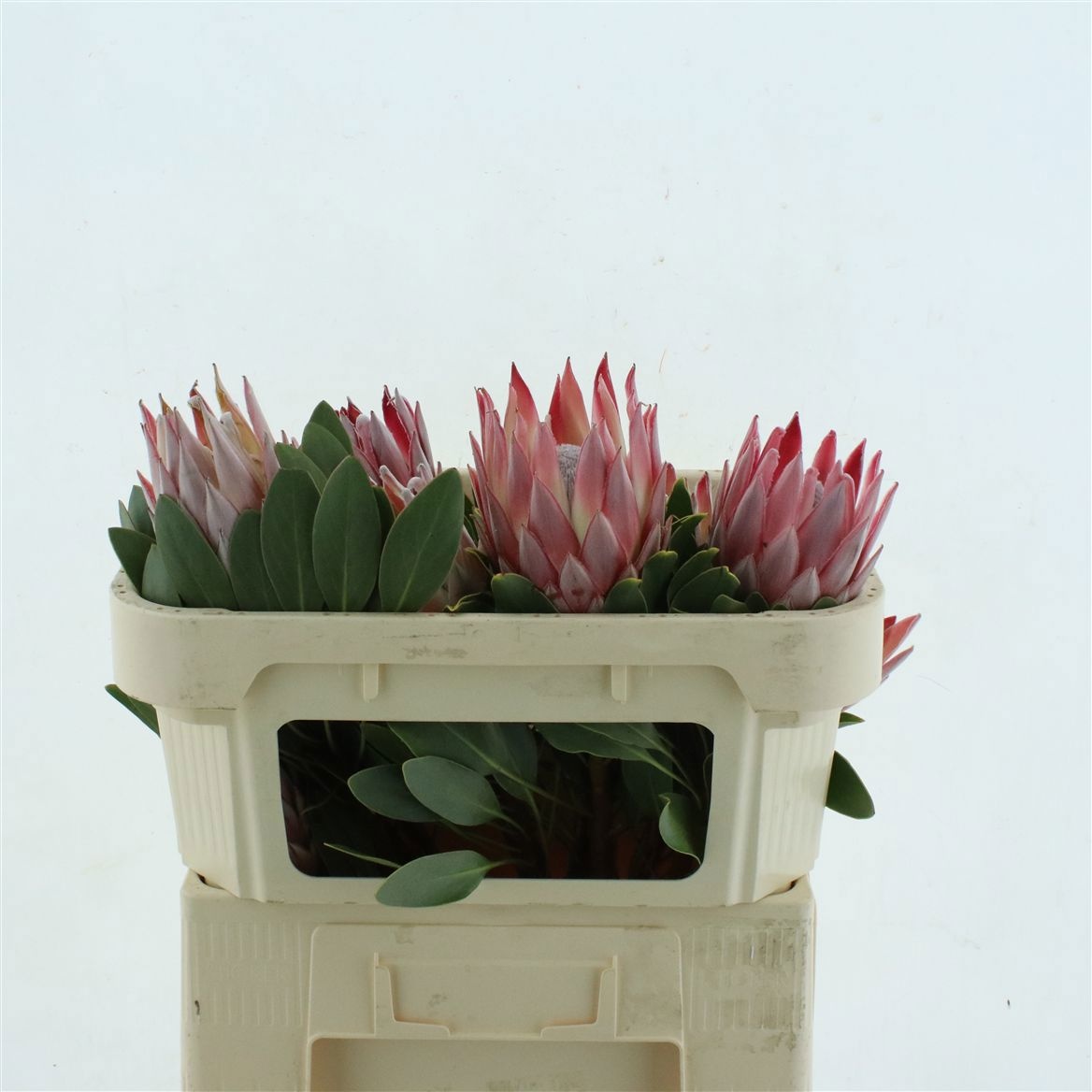 Protea Cynaroides 60cm