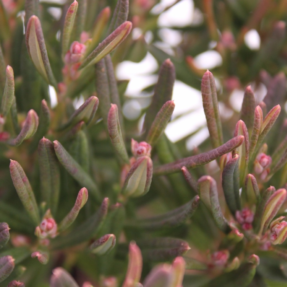 Picture of Andromeda polifolia 'Compacta'