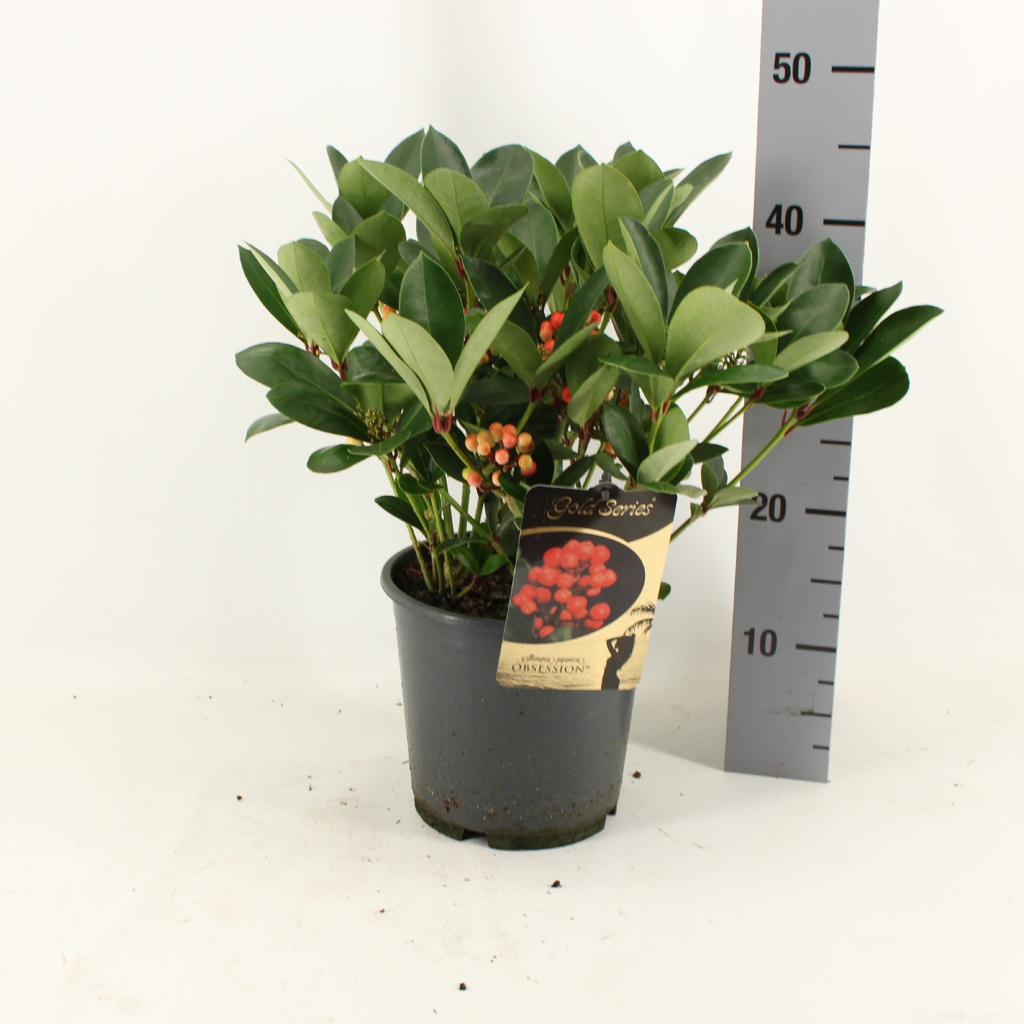 Picture of Skimmia japonica OBSESSION ® met bes en bloem P19