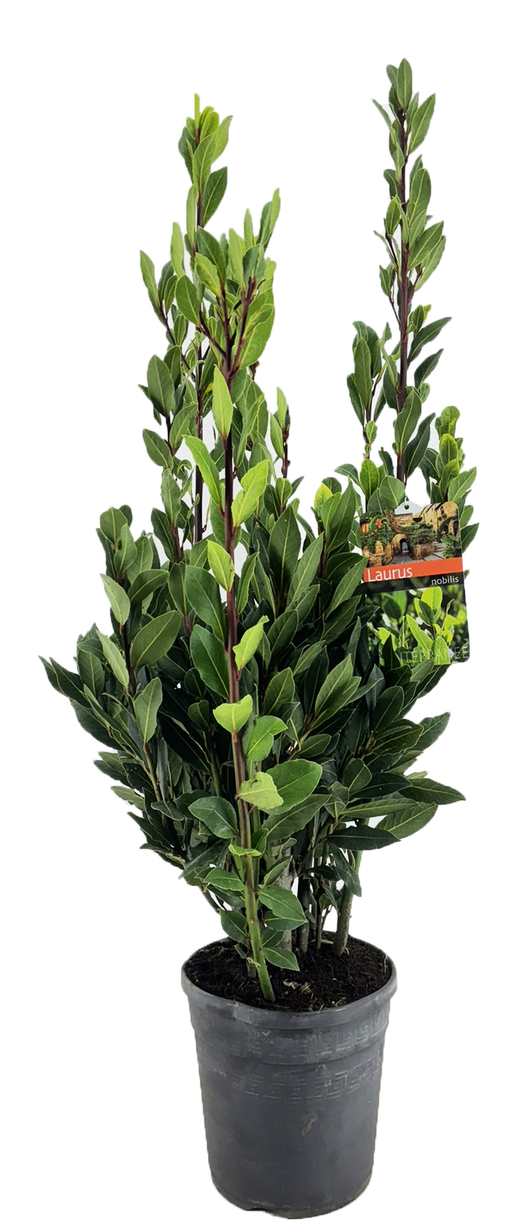 Picture of Laurus nobilis P21 (4 Ltr) 90cm (LOOSE)