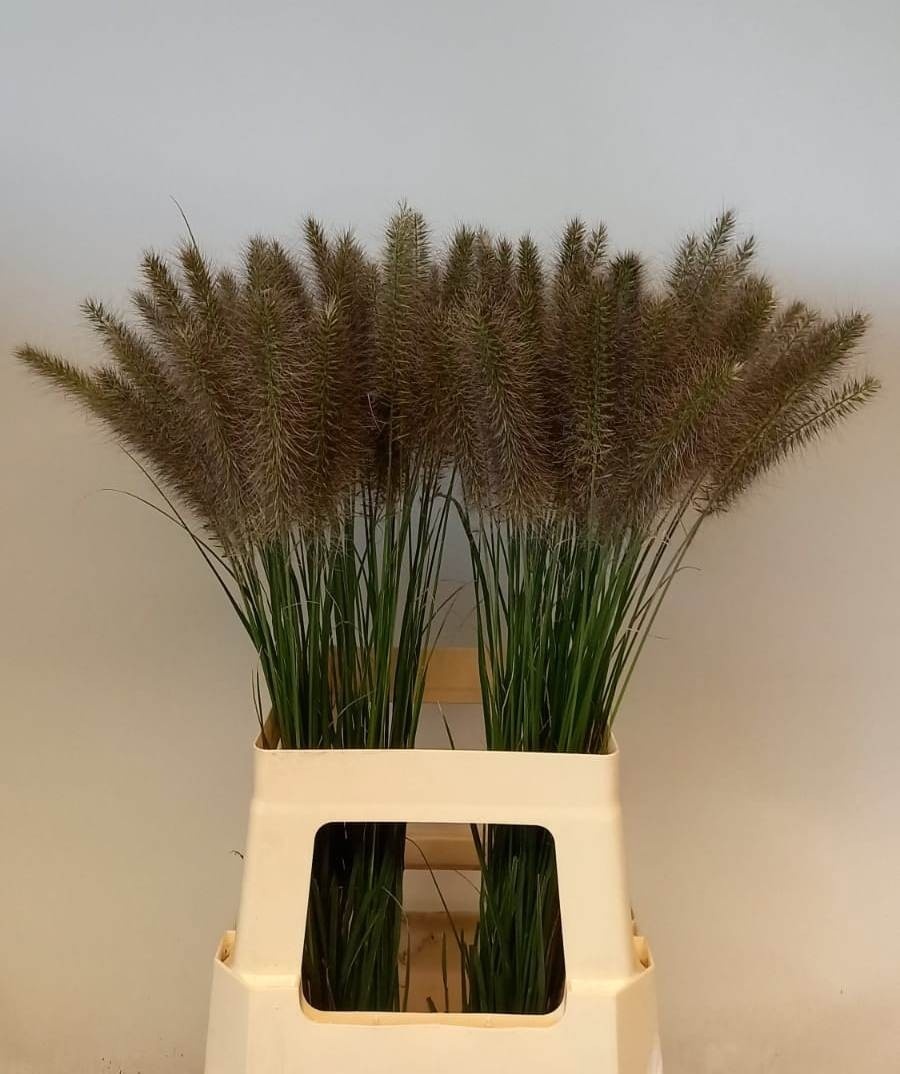 Pennisetum Karly Pink 70cm