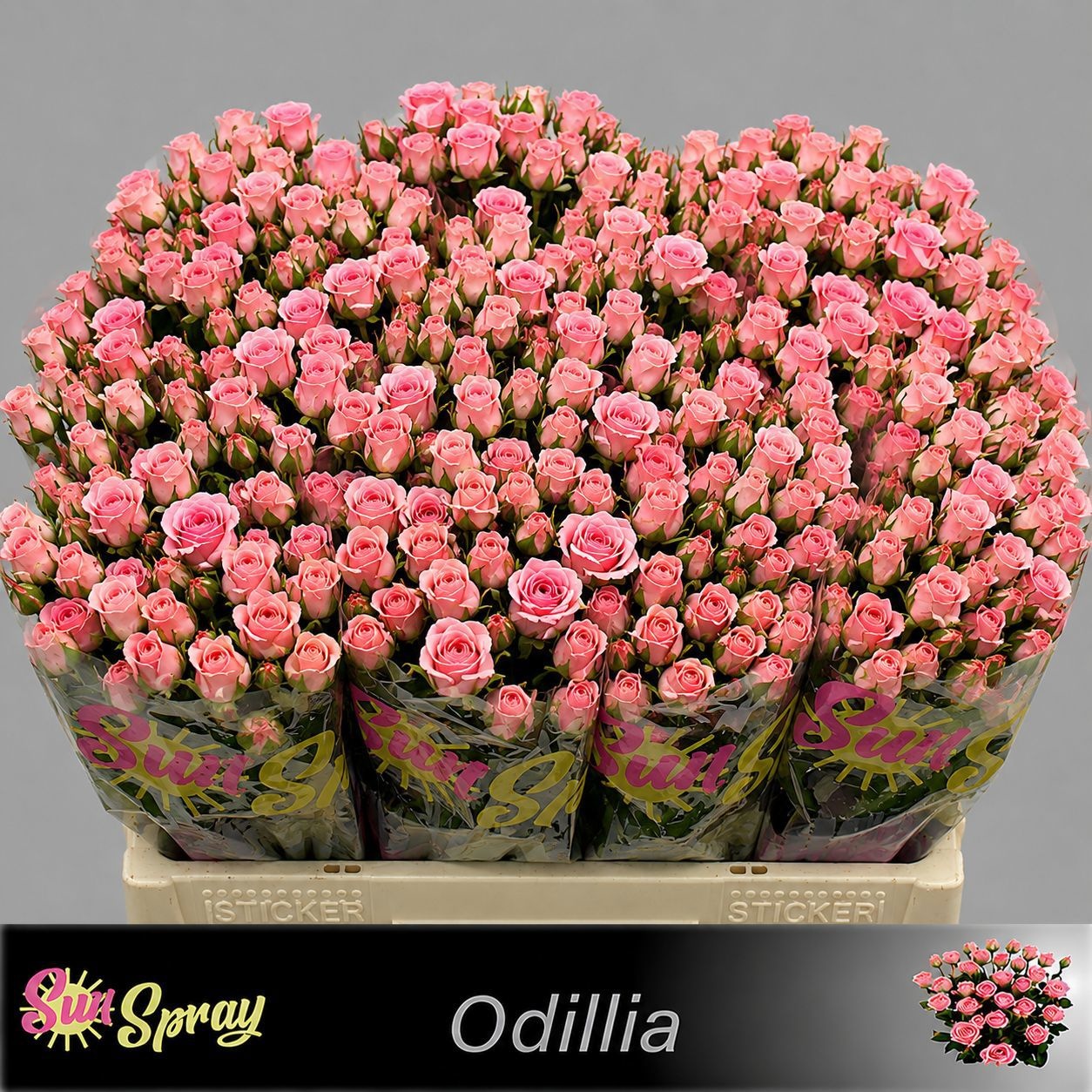 Rosa Spr Odilia 60cm