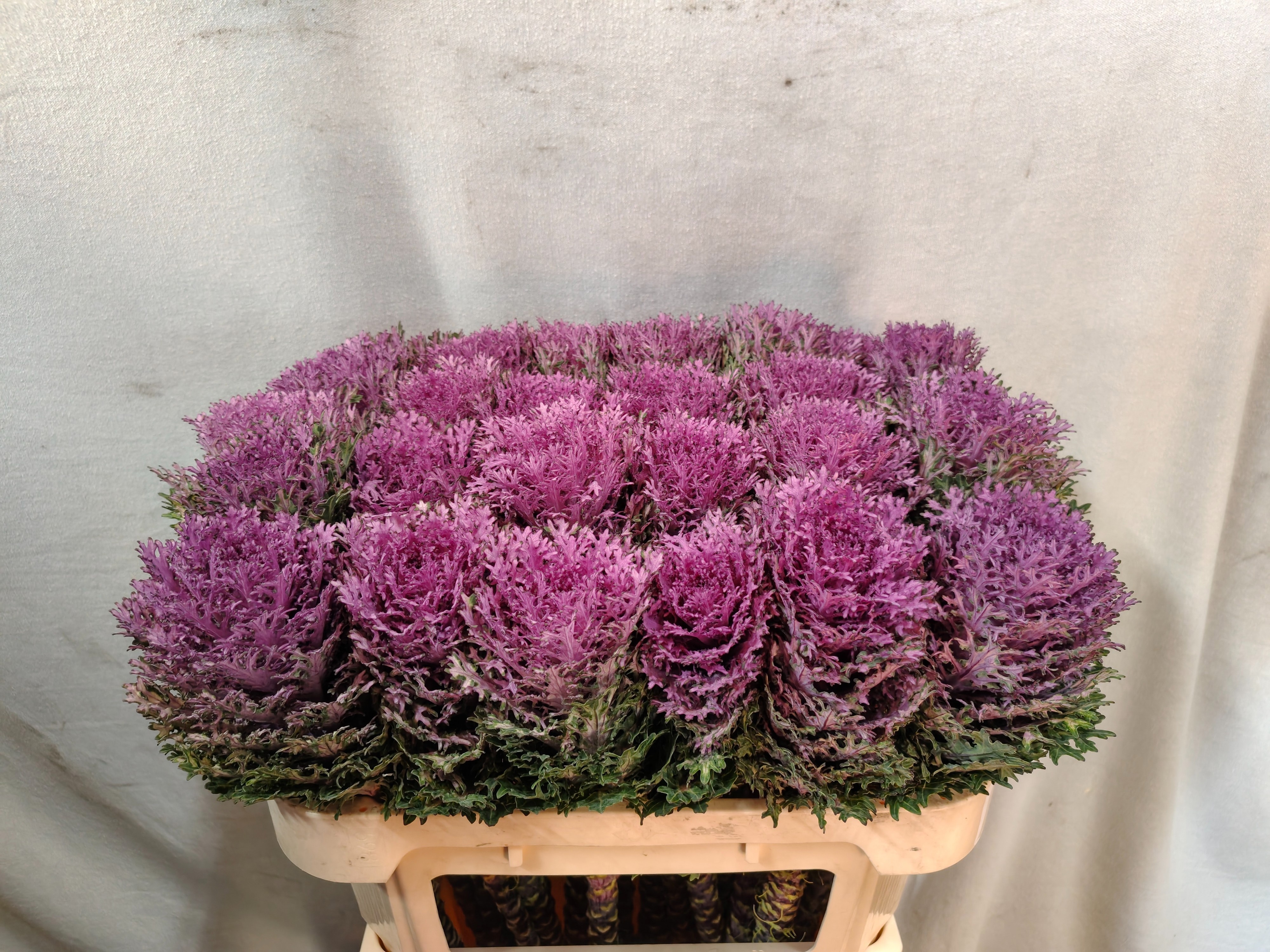 Brassica Crane Queen 70cm