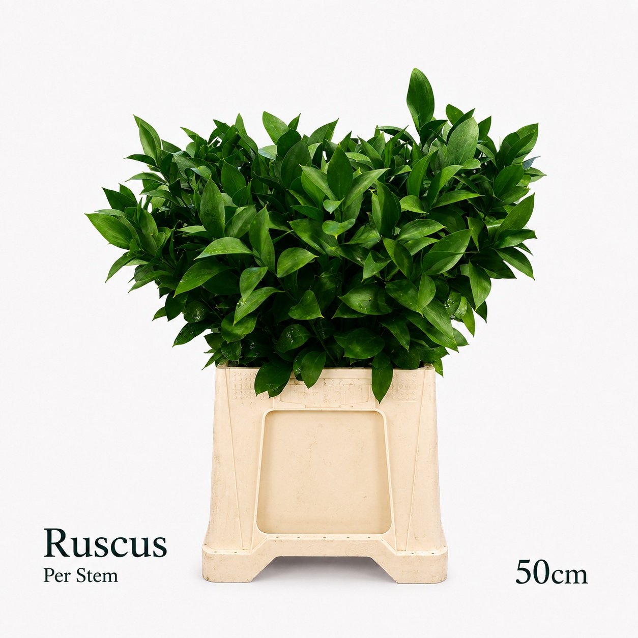 Ruscus Hypophyllum