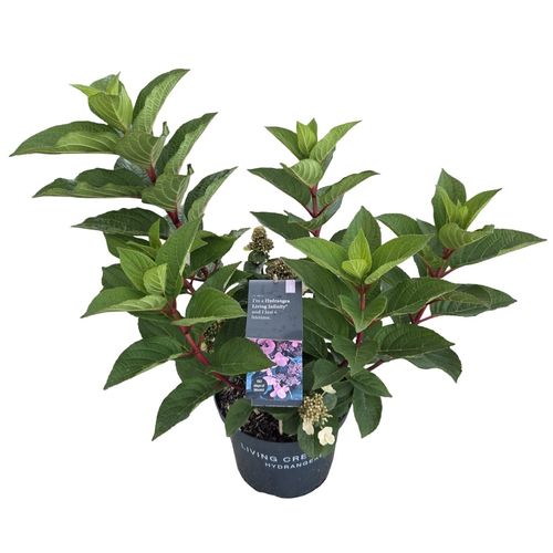 Hydrangea pan. Living Infinity p23 vd. Peijl