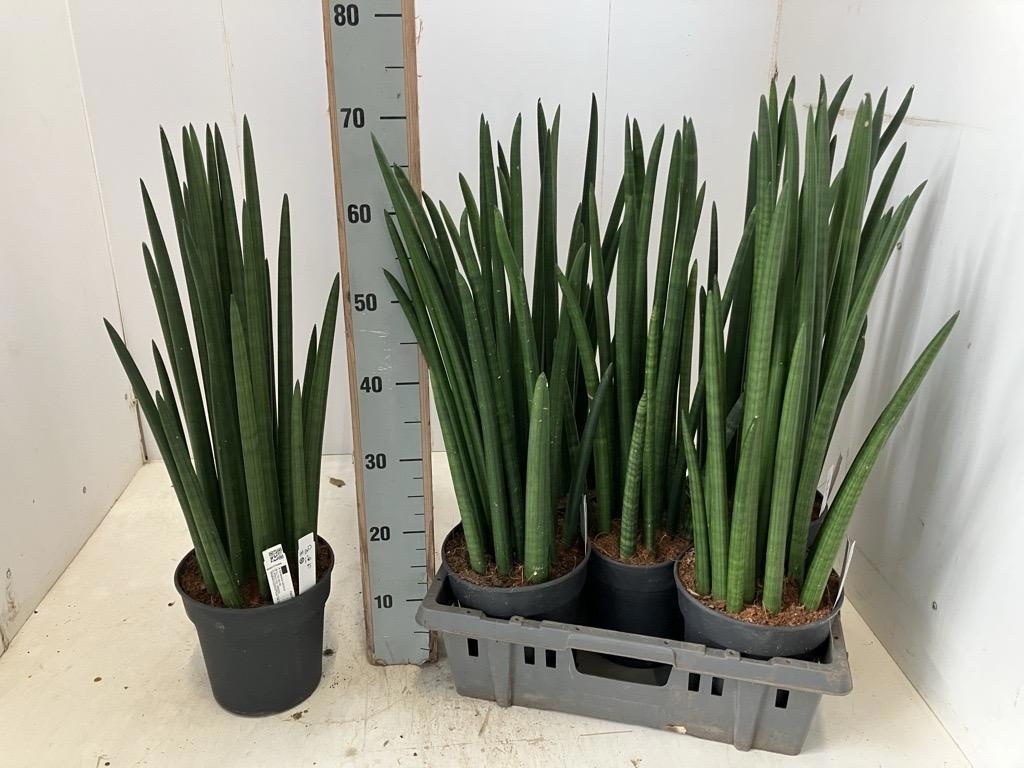 Sansev Cylindrica 19Ø 70cm