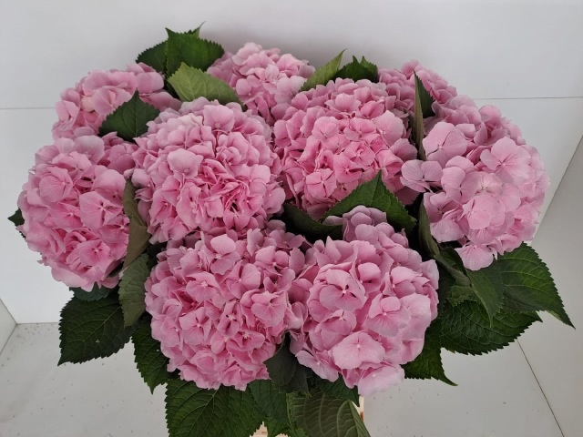 Hydrangea Verena Pink 60cm 18Ø
