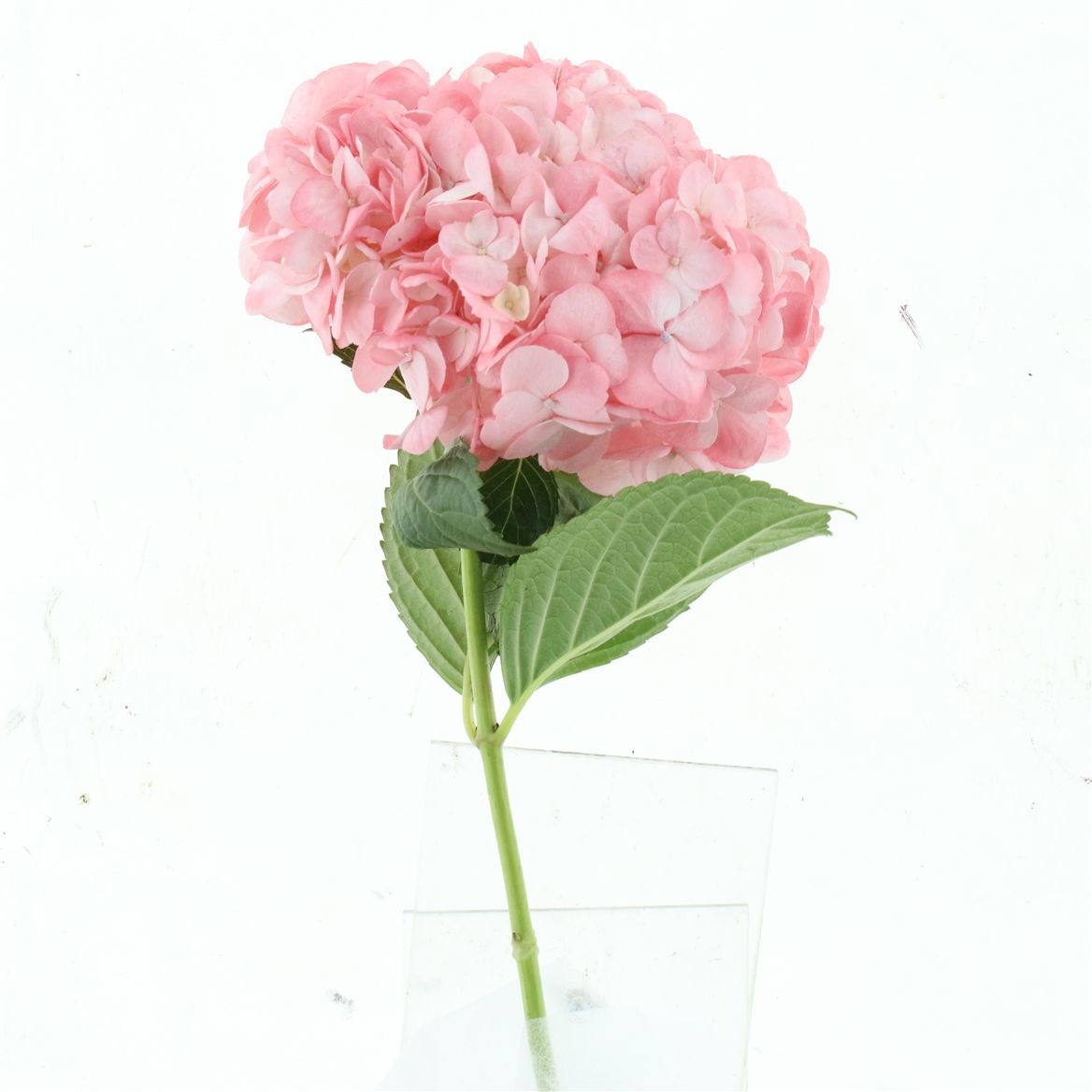 Hydrangea 60cm 19Ø