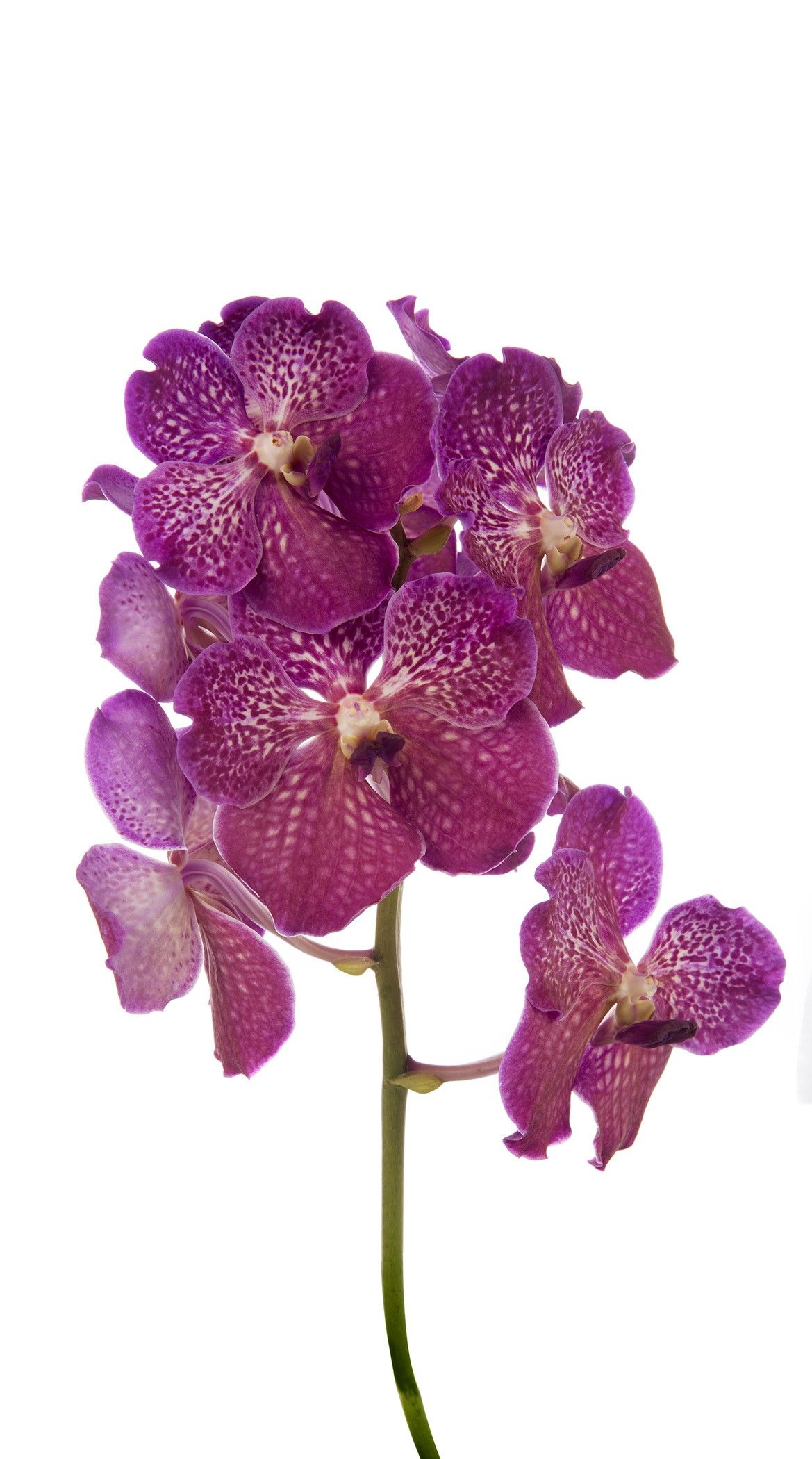 Vanda Deep Blush