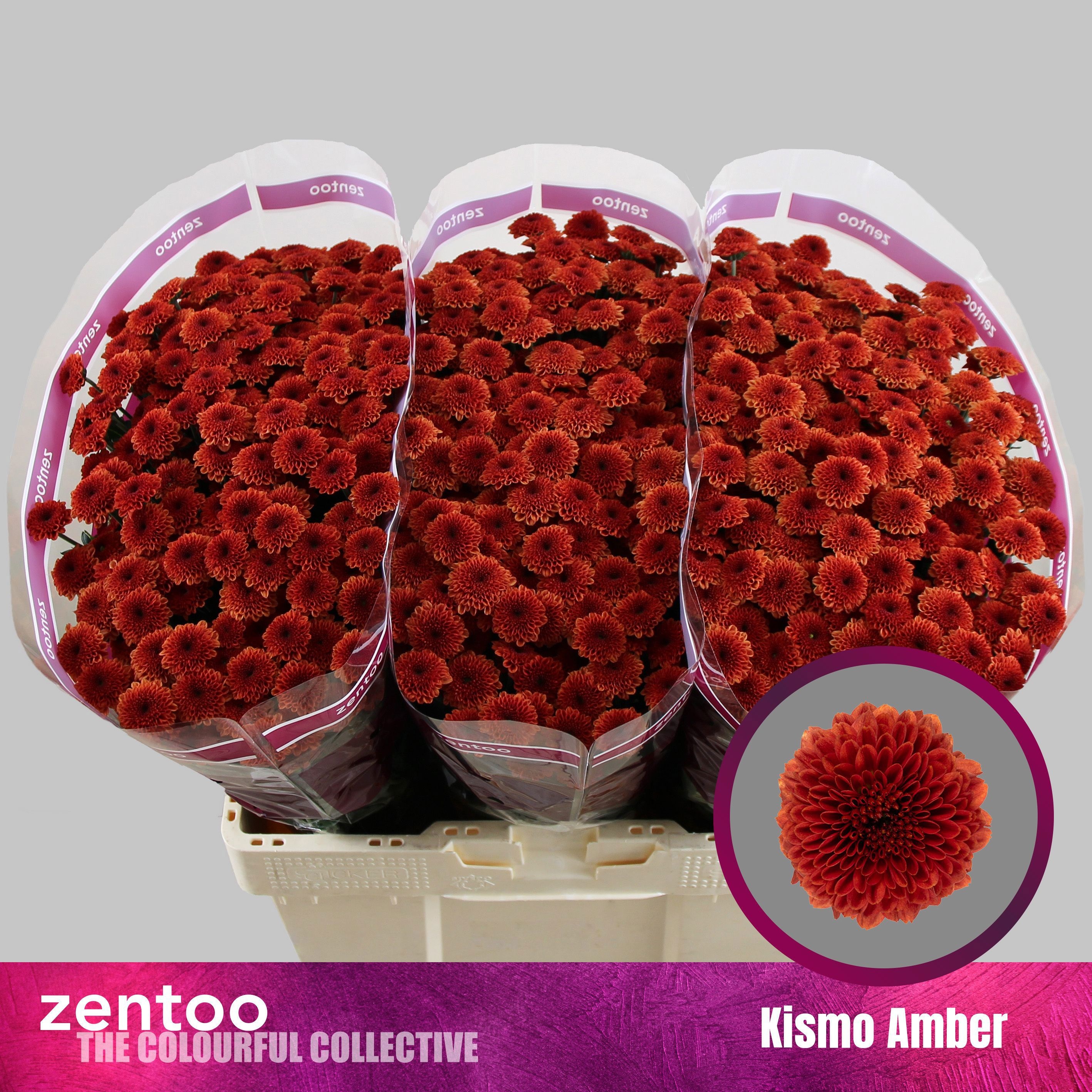 Chrys Santini Kismo Amber 55cm 110Ø