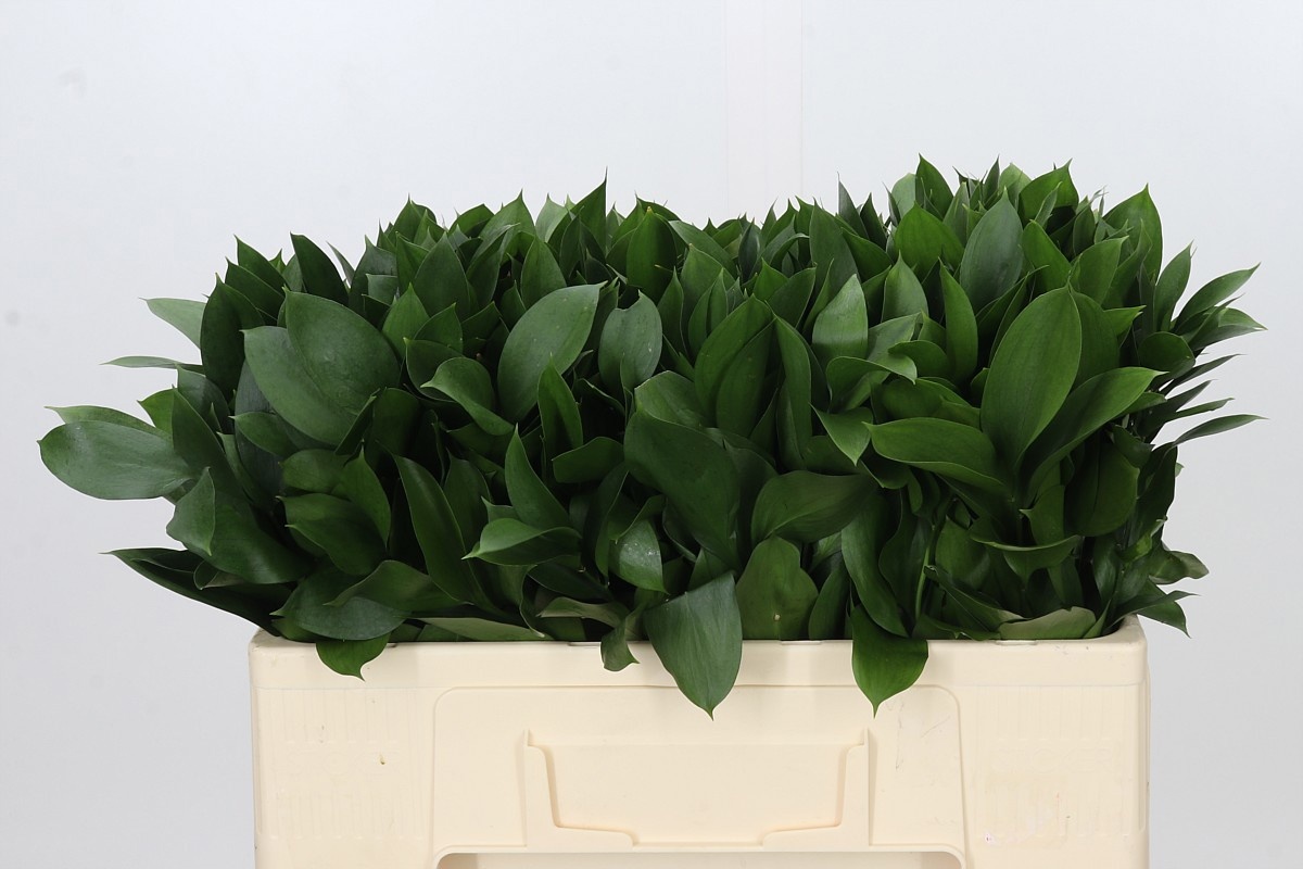 Ruscus Hypophyllum 50L.cm