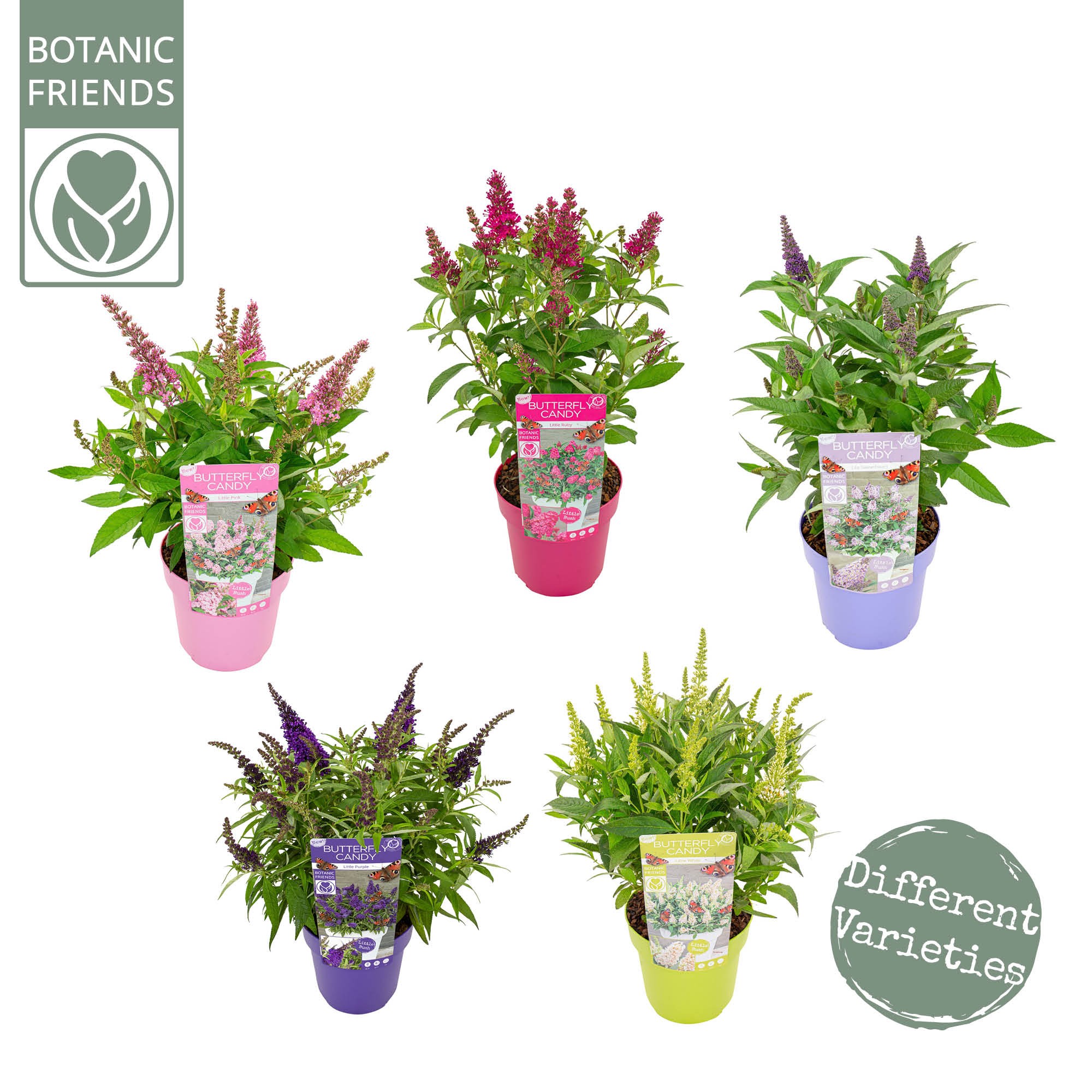 Picture of Buddleja Butterfly Candy Little in varieties P19 (3 Ltr)