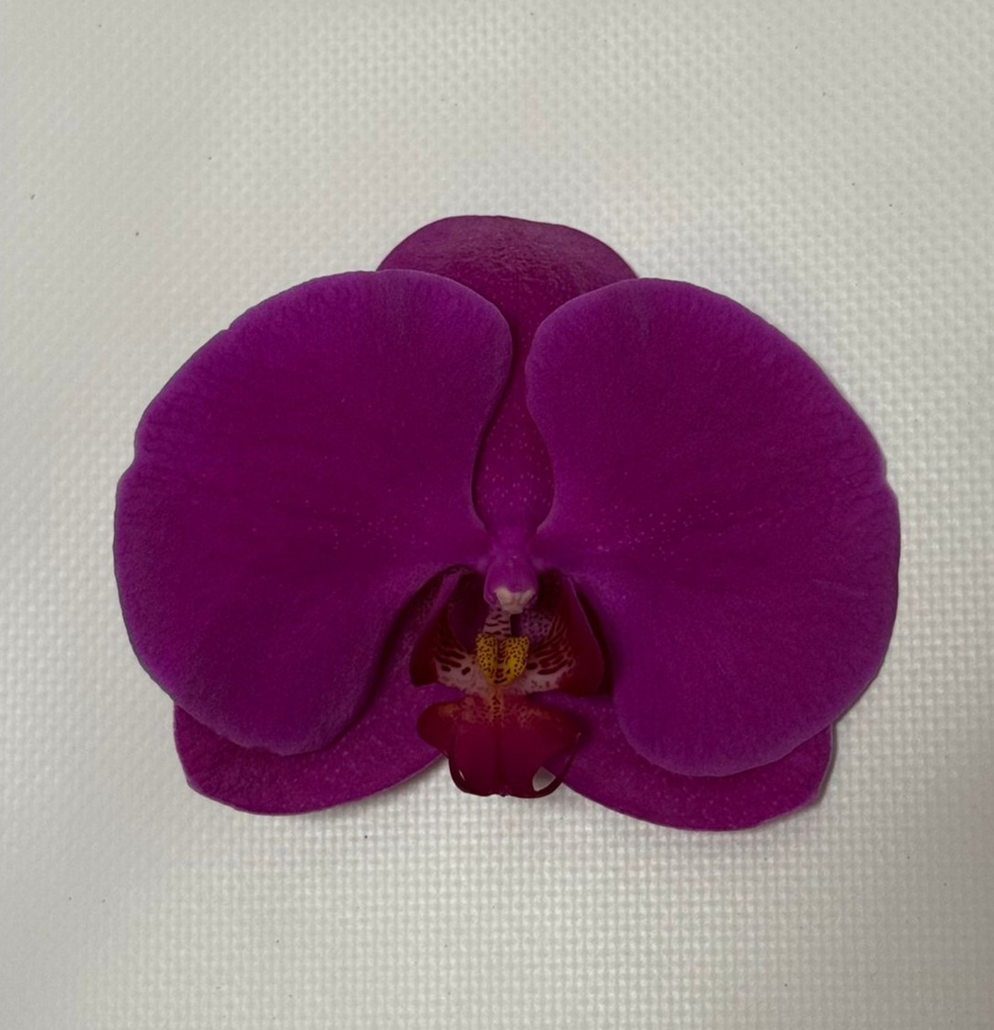 Phal An Chiangmai