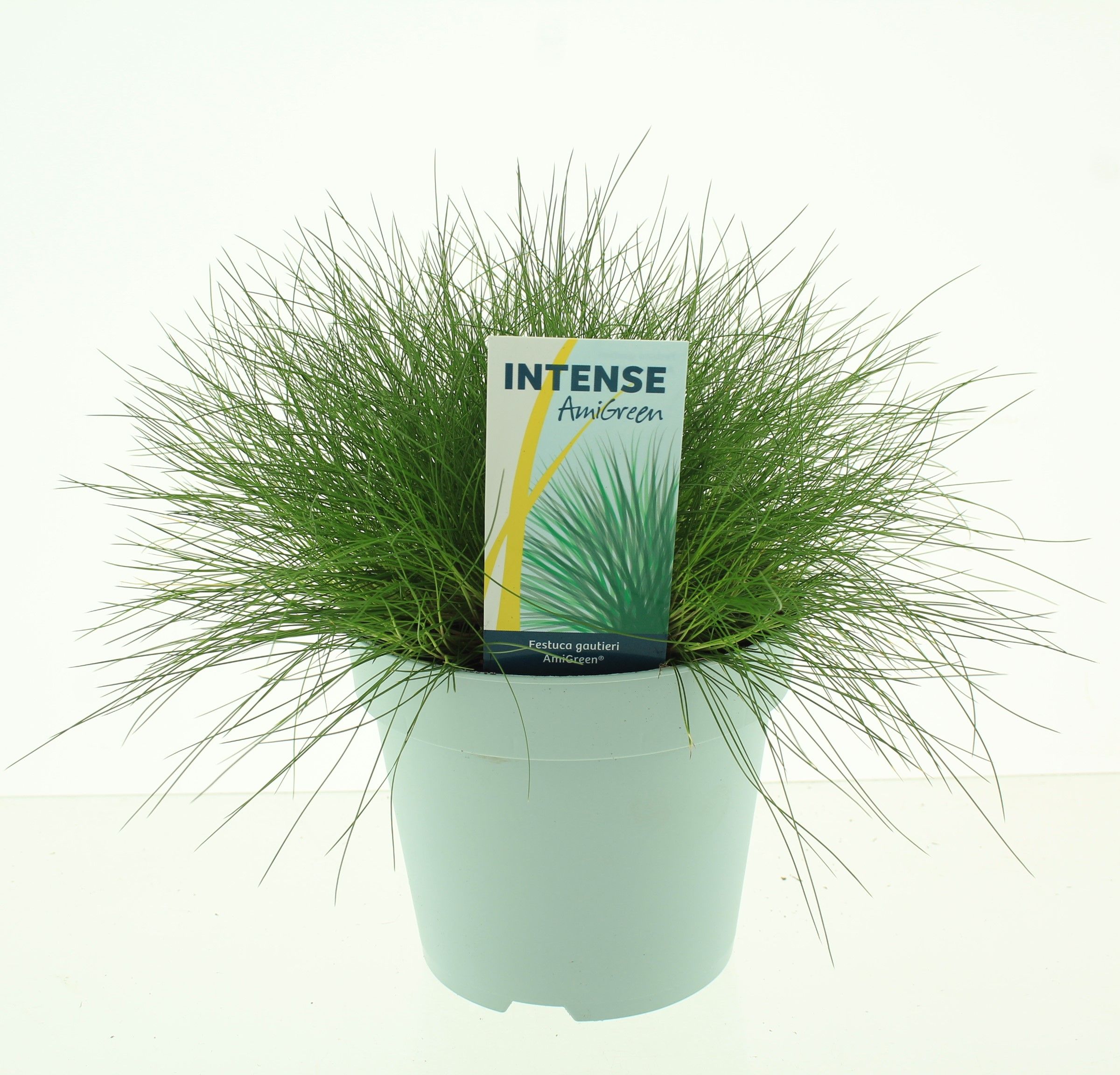 Picture of Festuca gautieri AmiGreen®