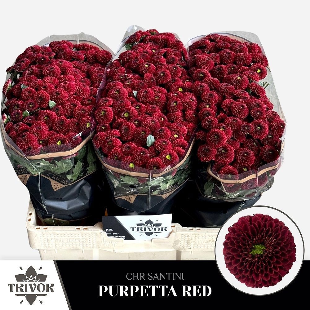 Chrys Santini Purpetta Red 45cm 100Ø