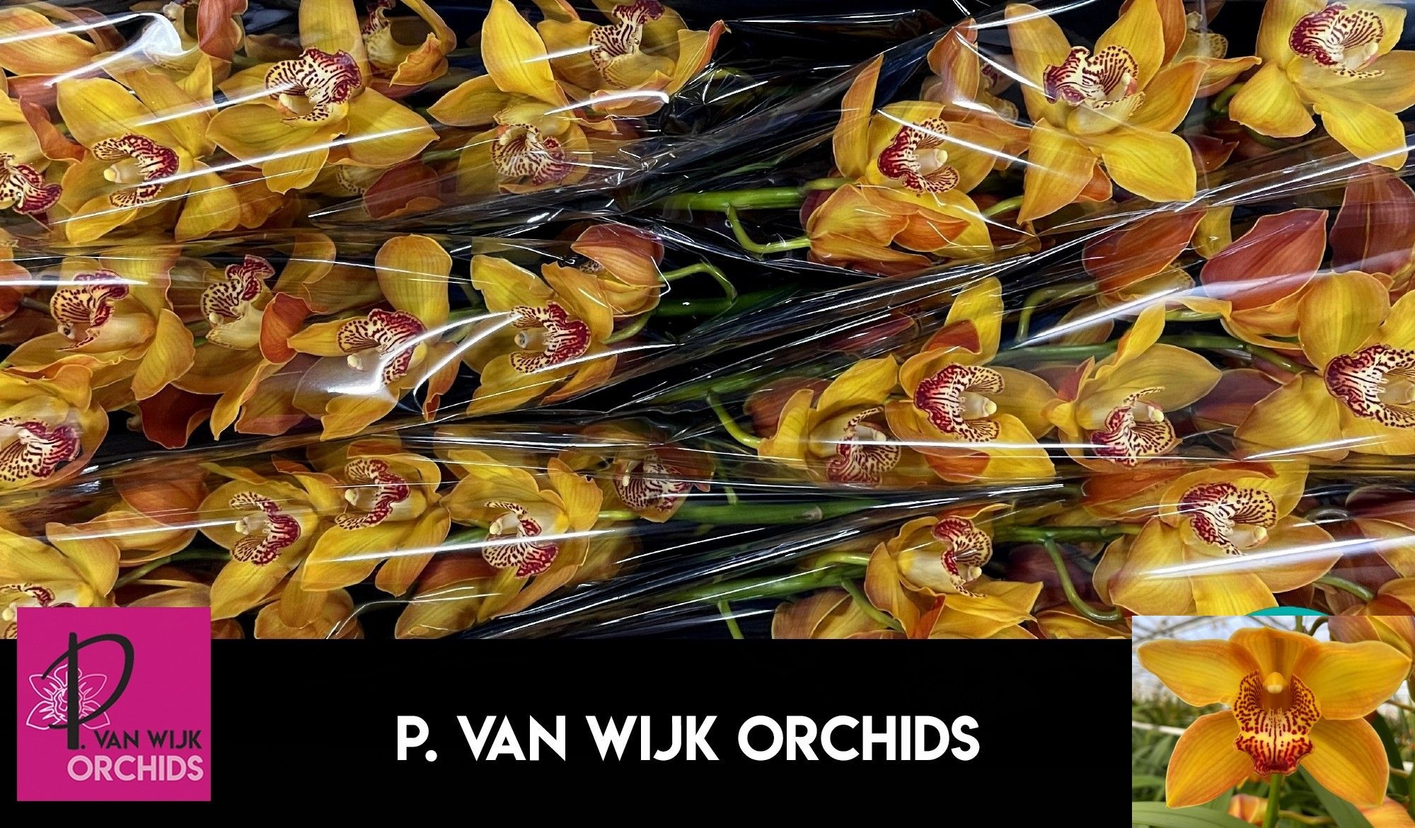 Cymbidium Esther 8/11bl
