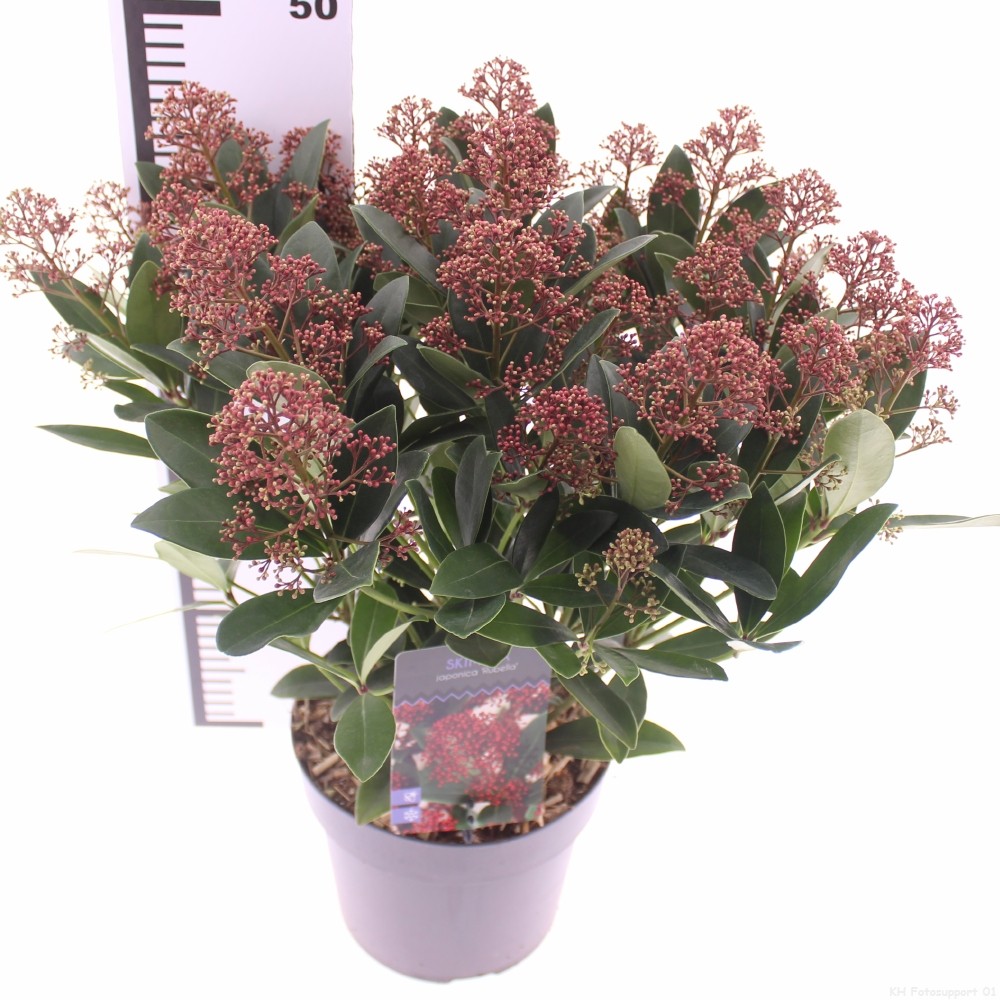 Picture of Skimmia jap. 'Rubella'