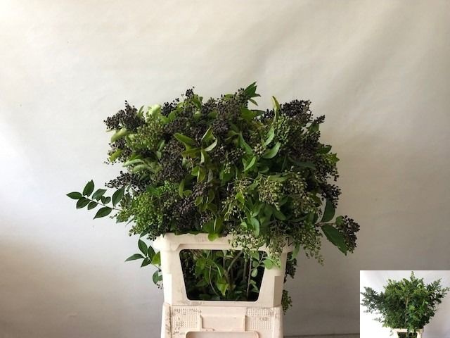 Ligustrum Winter J 60cm