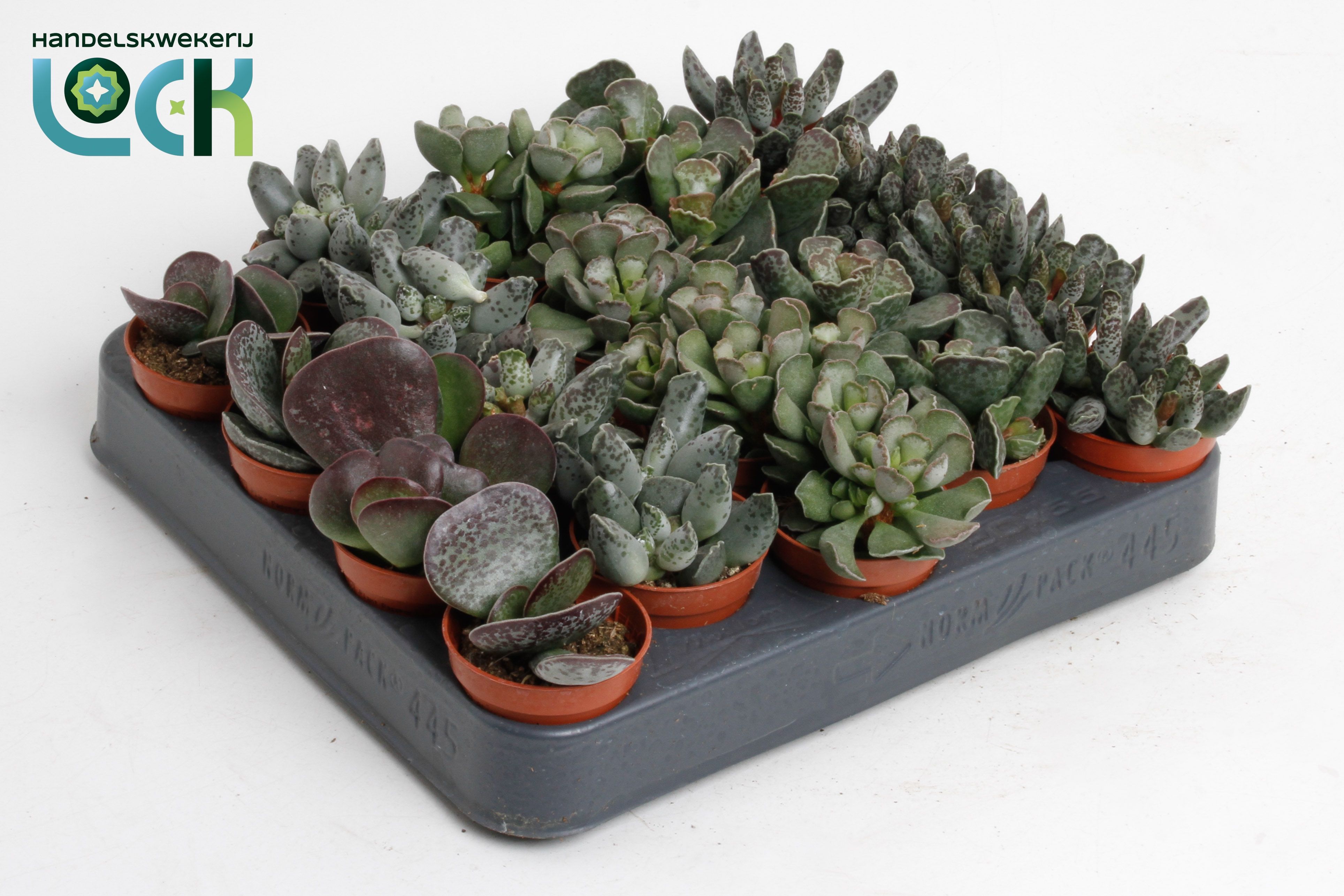 Adromischus cooperi - Adromischus
