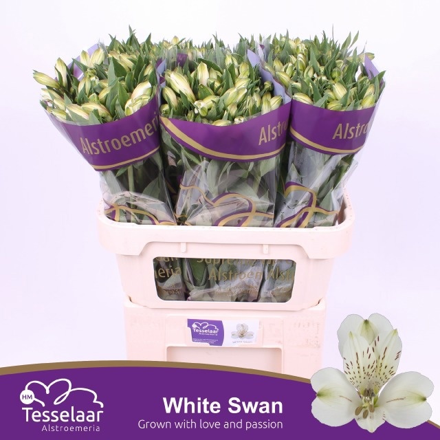 Alstr White Swan