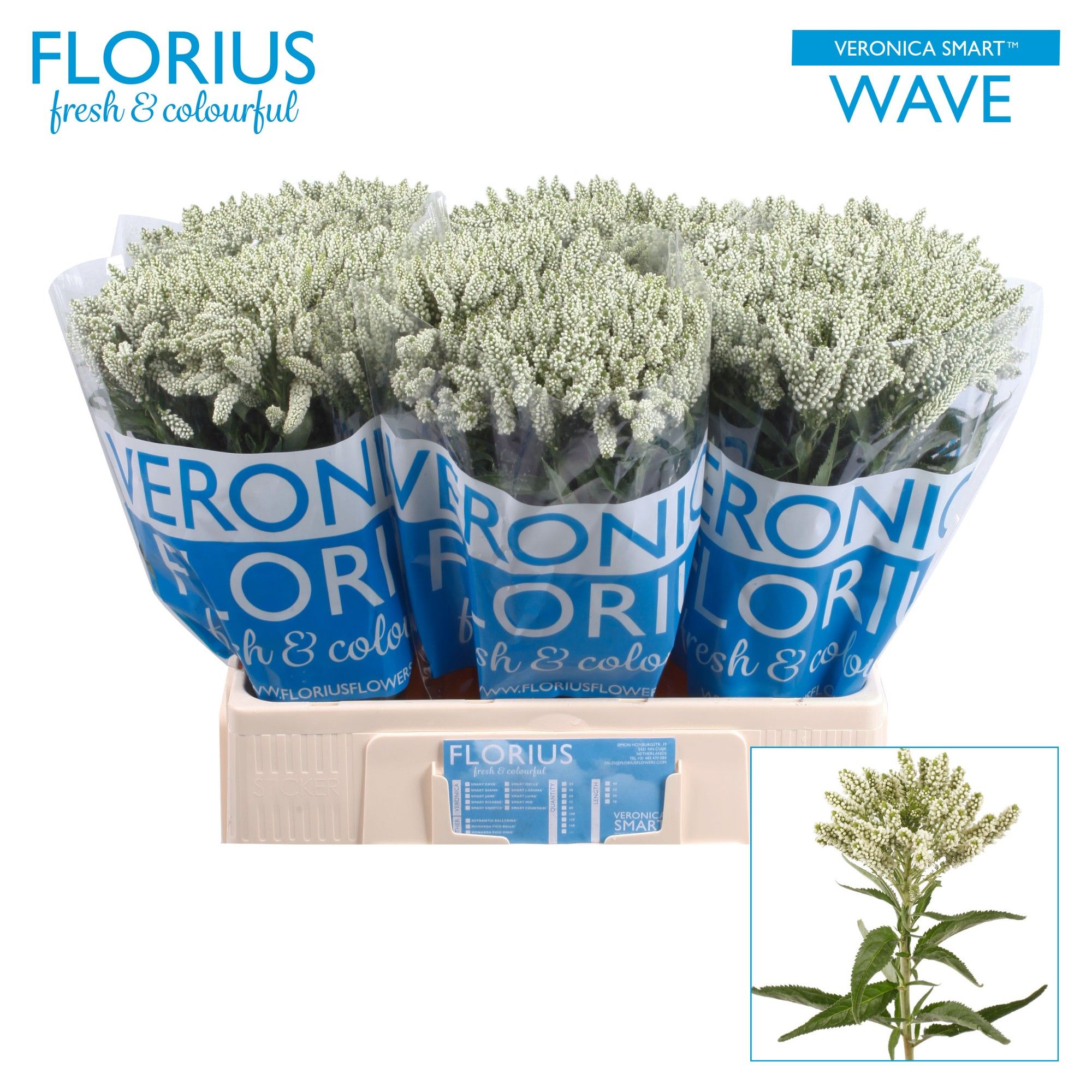 Veron Smart Wave