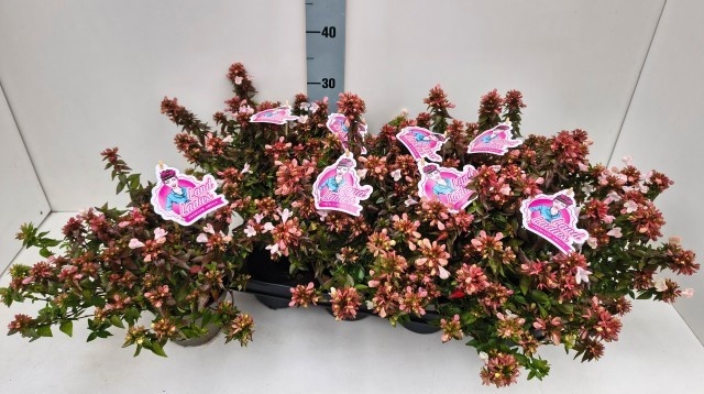 Abelia x grandiflora - Abelia 