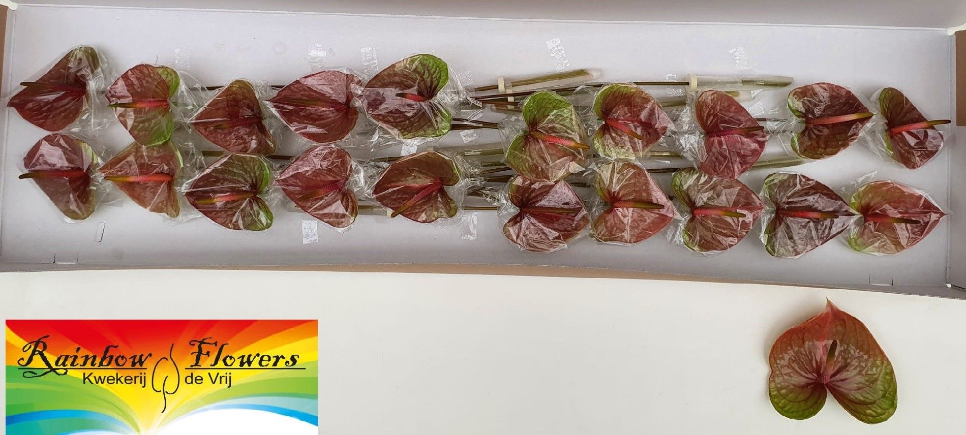 Anthurium Exquisi Queen 9Ø