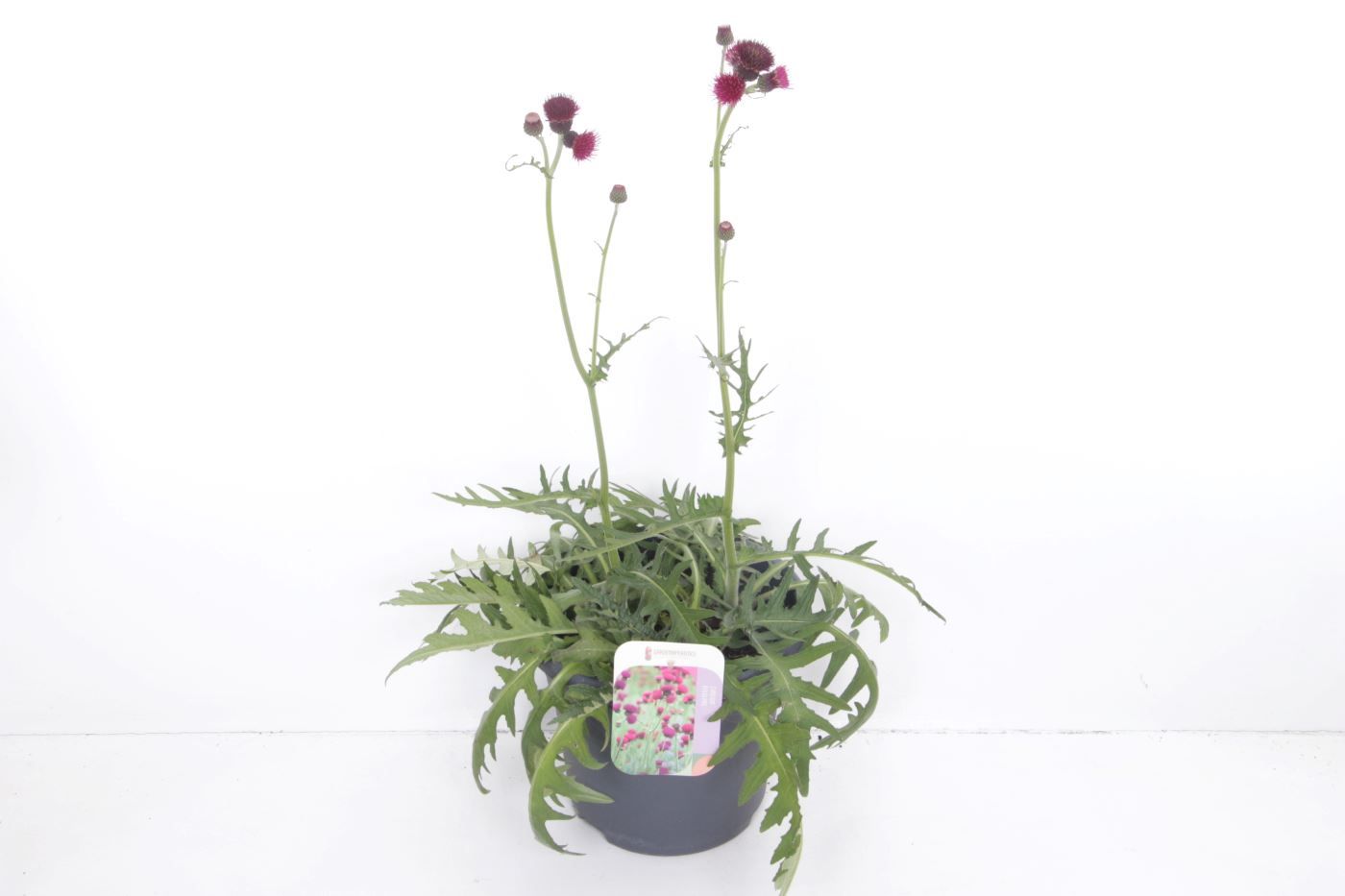 Cirsium rivulare 'Trevors Blue Wonder'